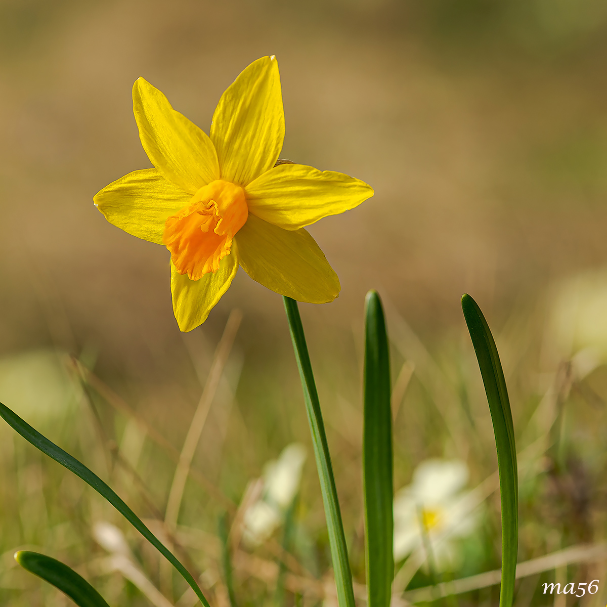Narciso