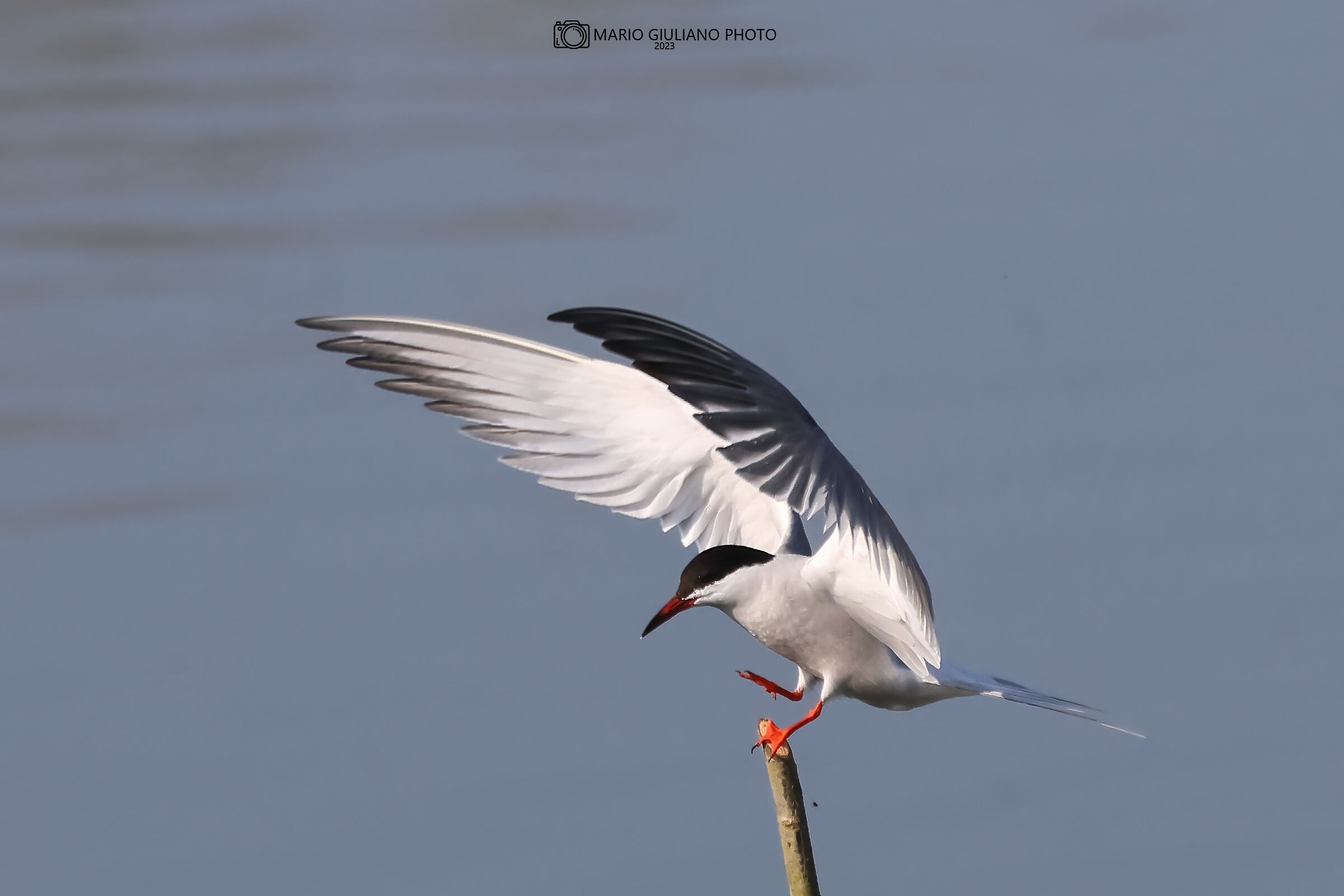 Tern