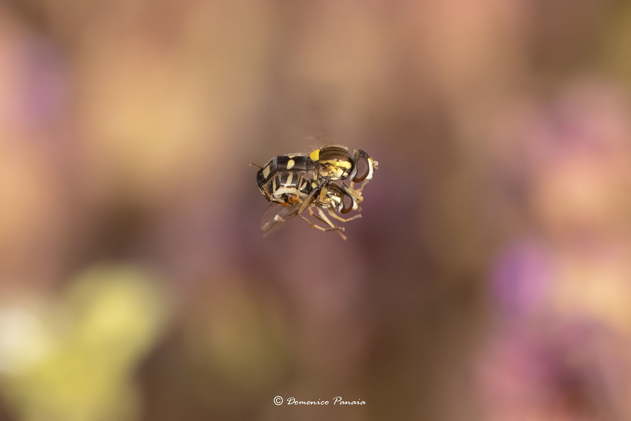 mating hoverfide