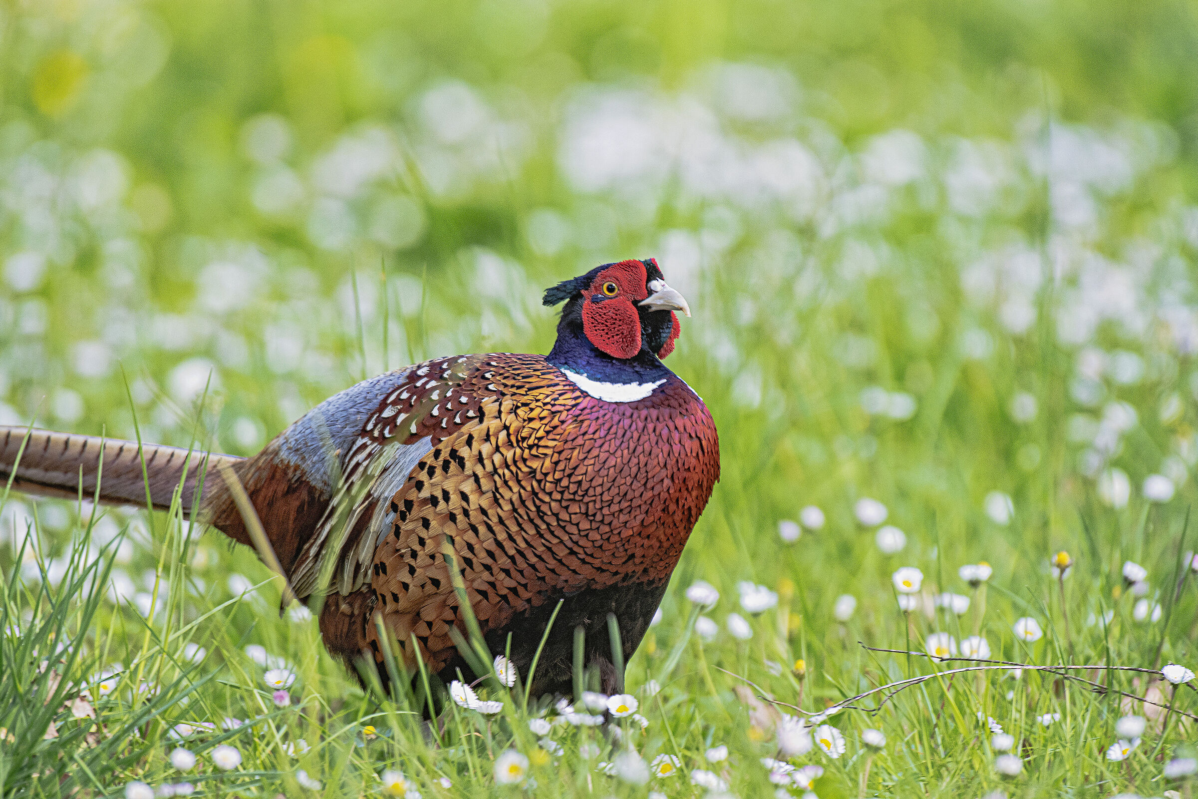 Pheasant in Spring