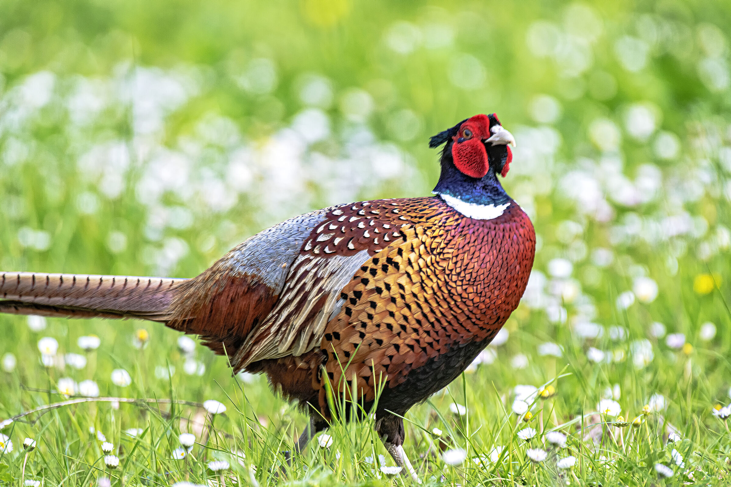In the flowery meadow