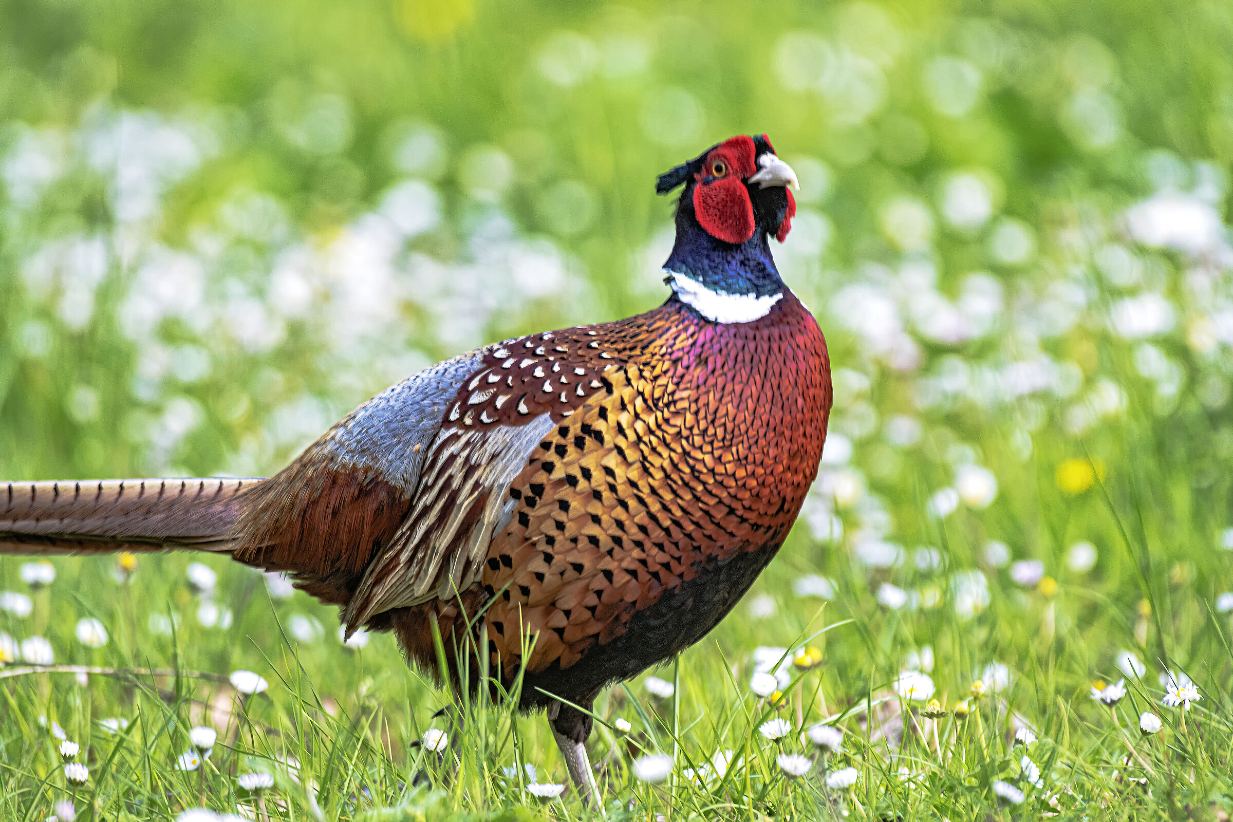 Proceed among the flowers