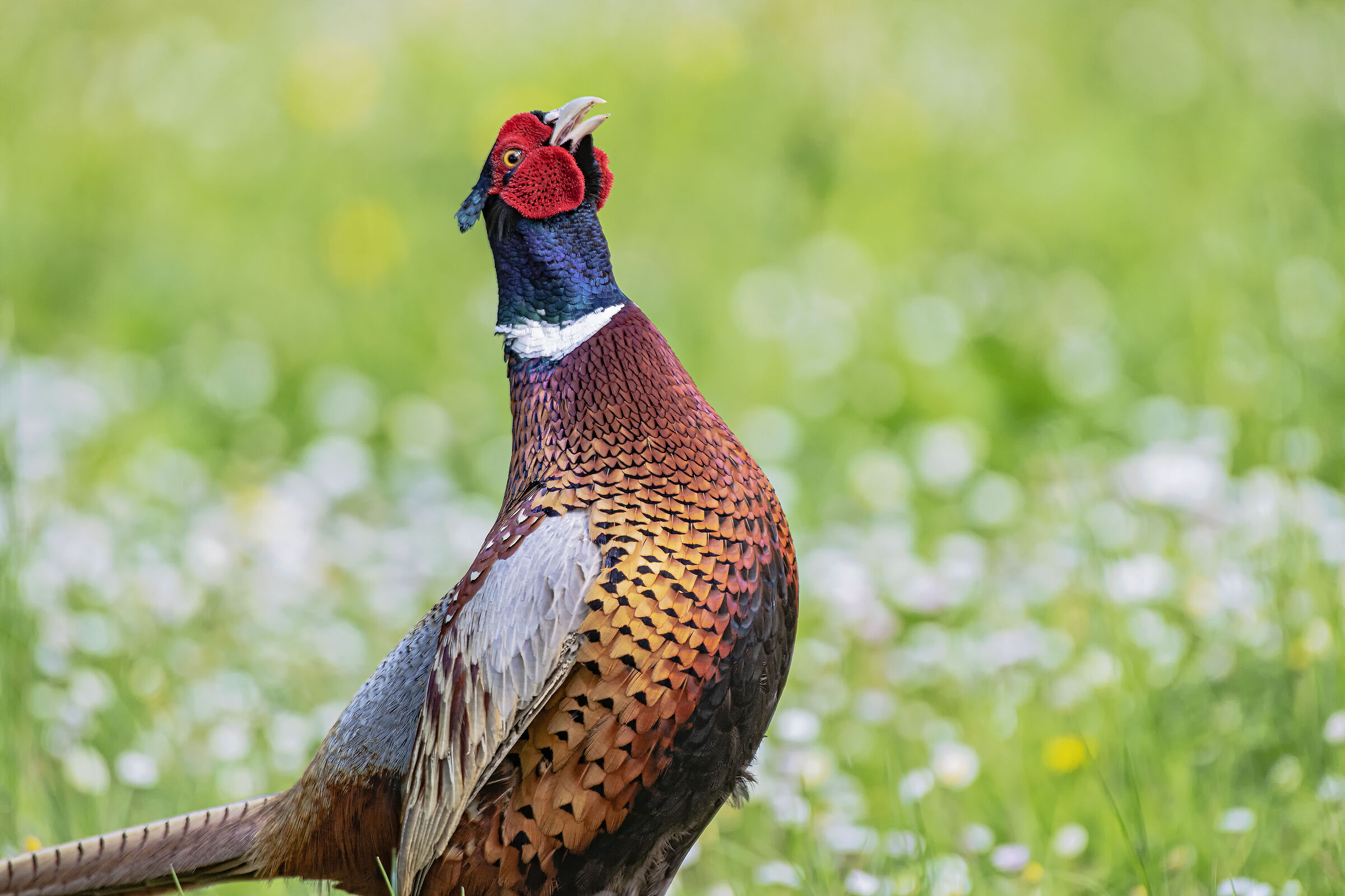 He stands and launches the call