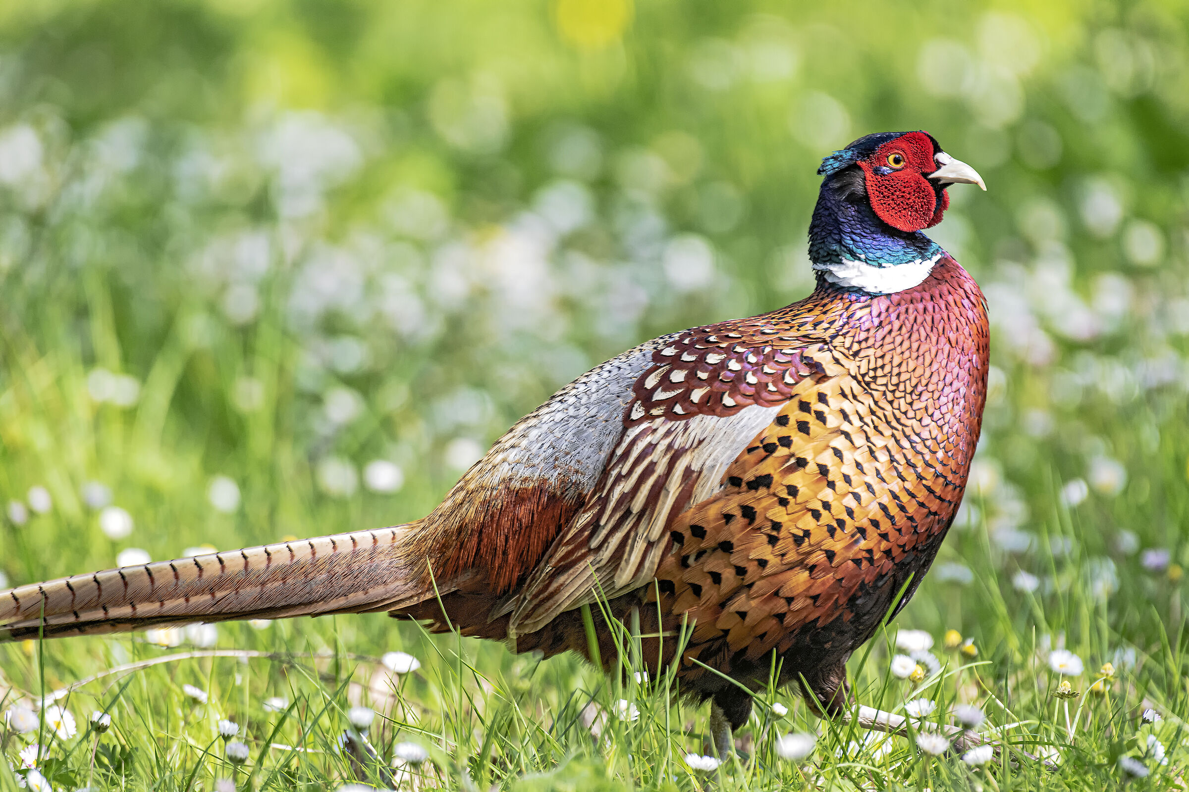 The tail is too long