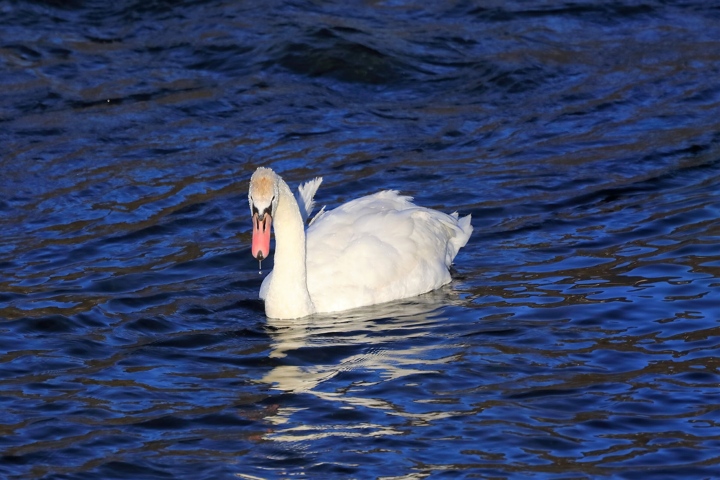 Cigno R 02-02-2023