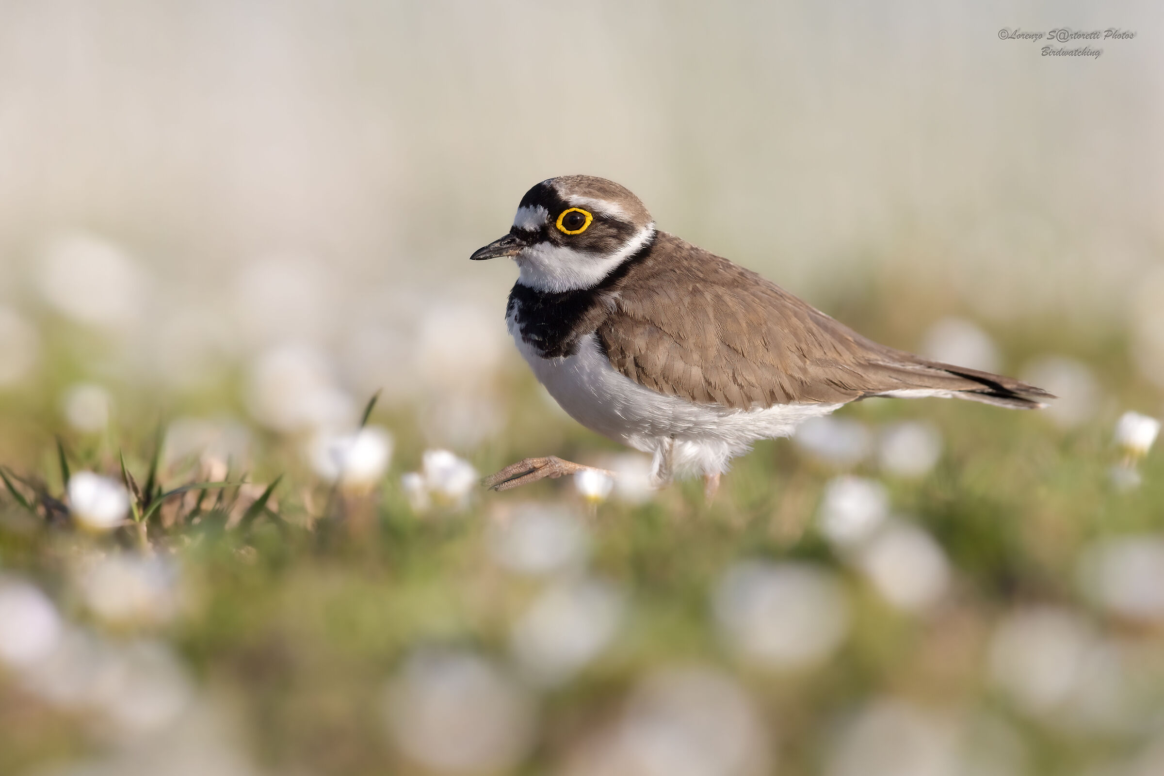 Little ringed plover