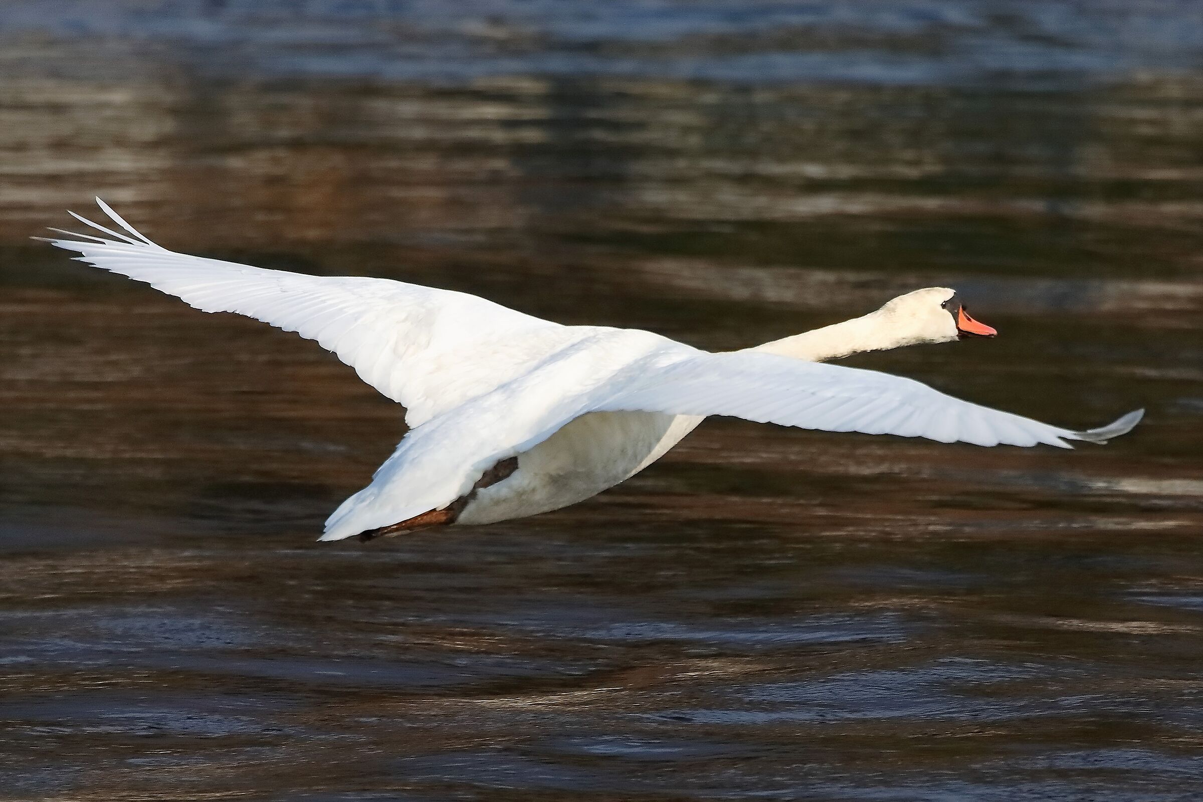 Cigno R 17 febbraio 2023