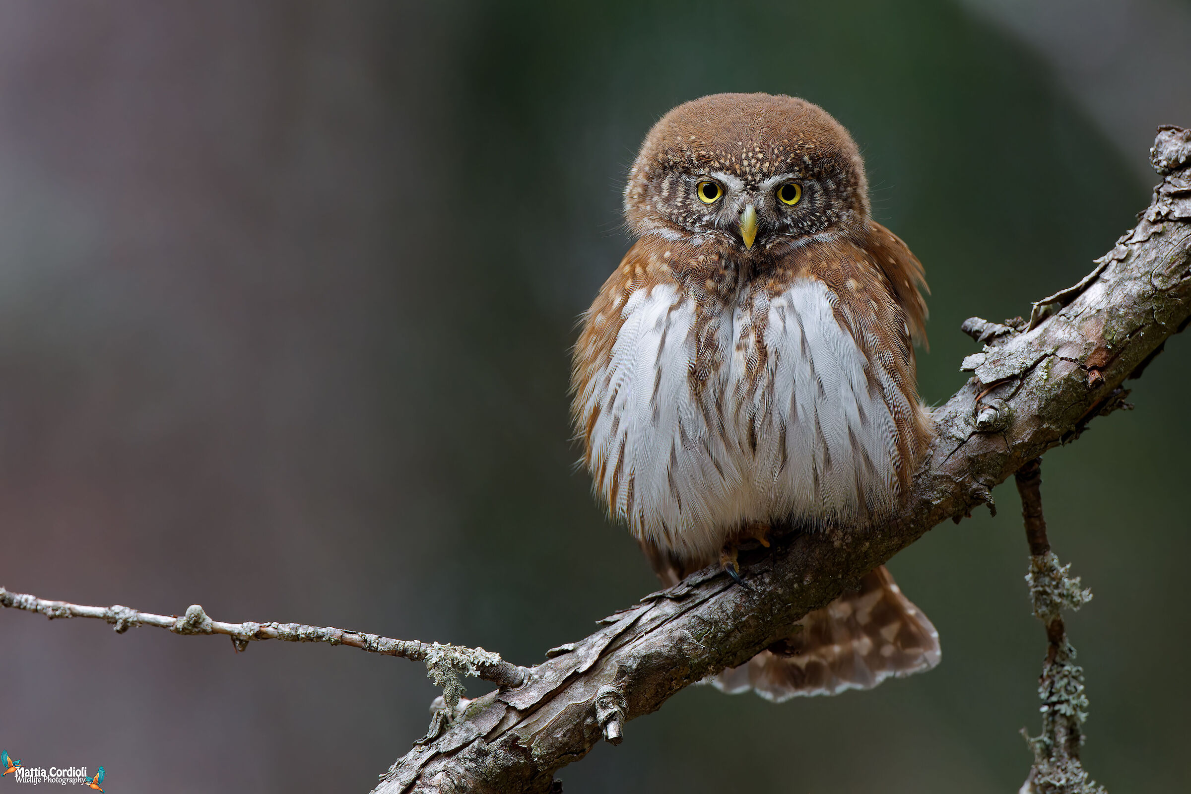 Dwarf Owl