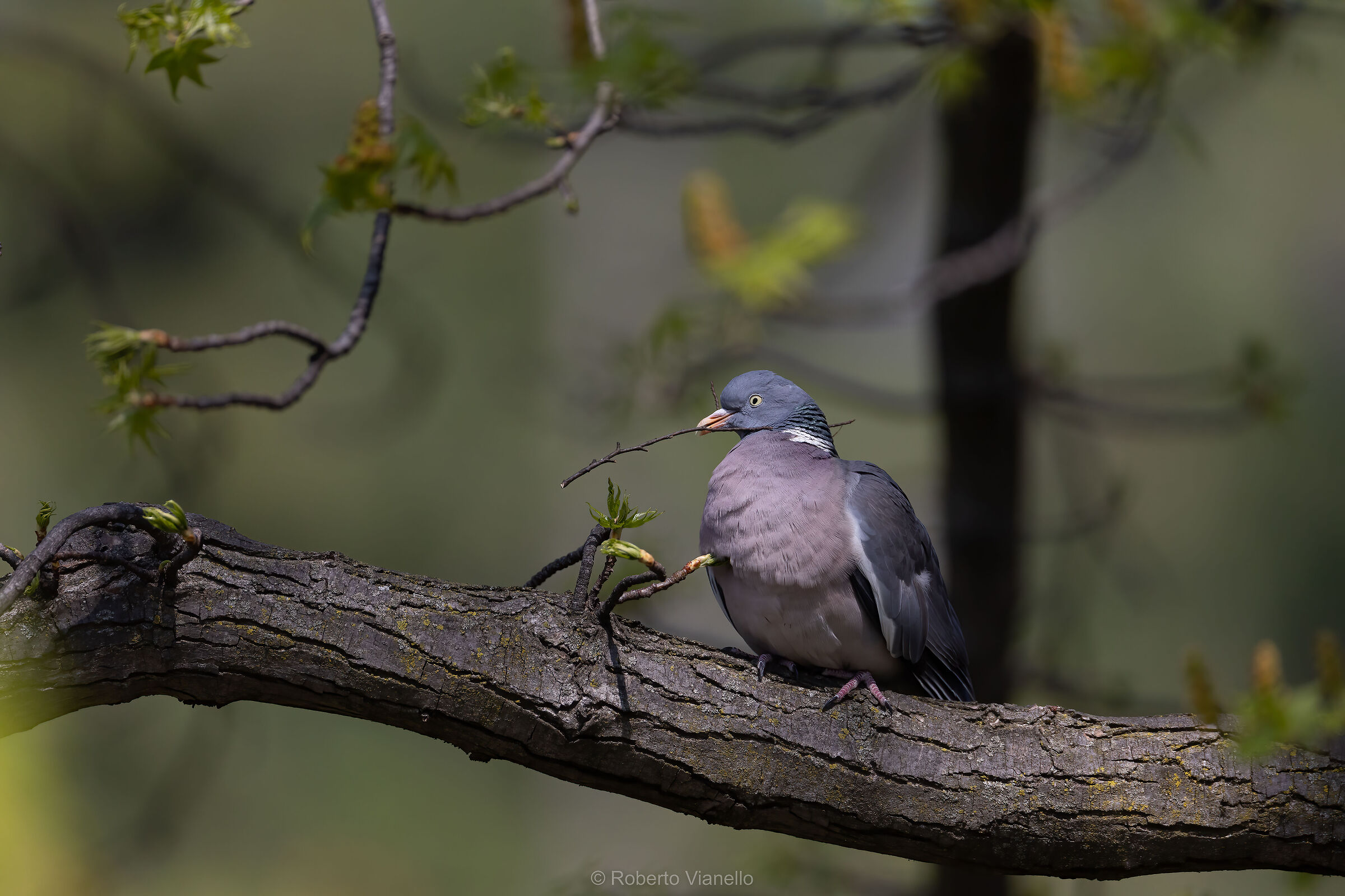 Colombaccio (Columba palumbus)