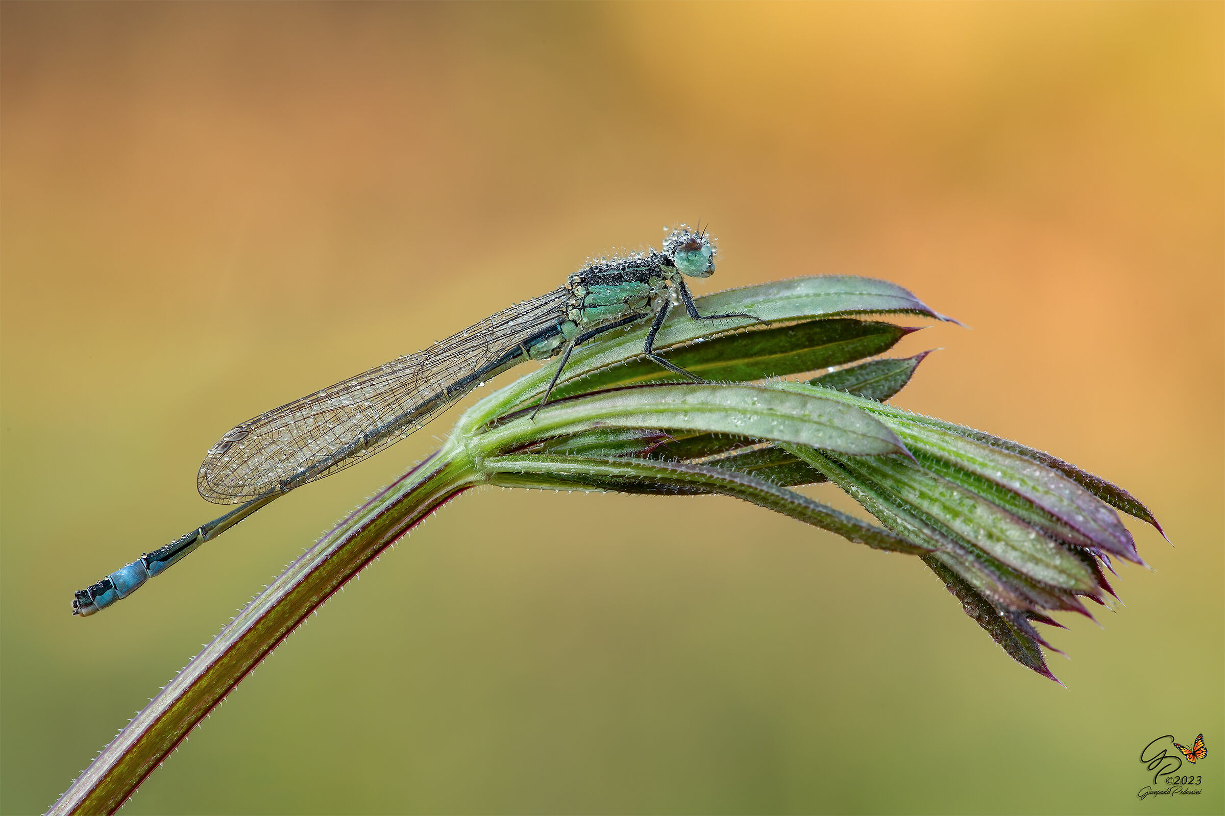 Ischnura elegans (maschio)