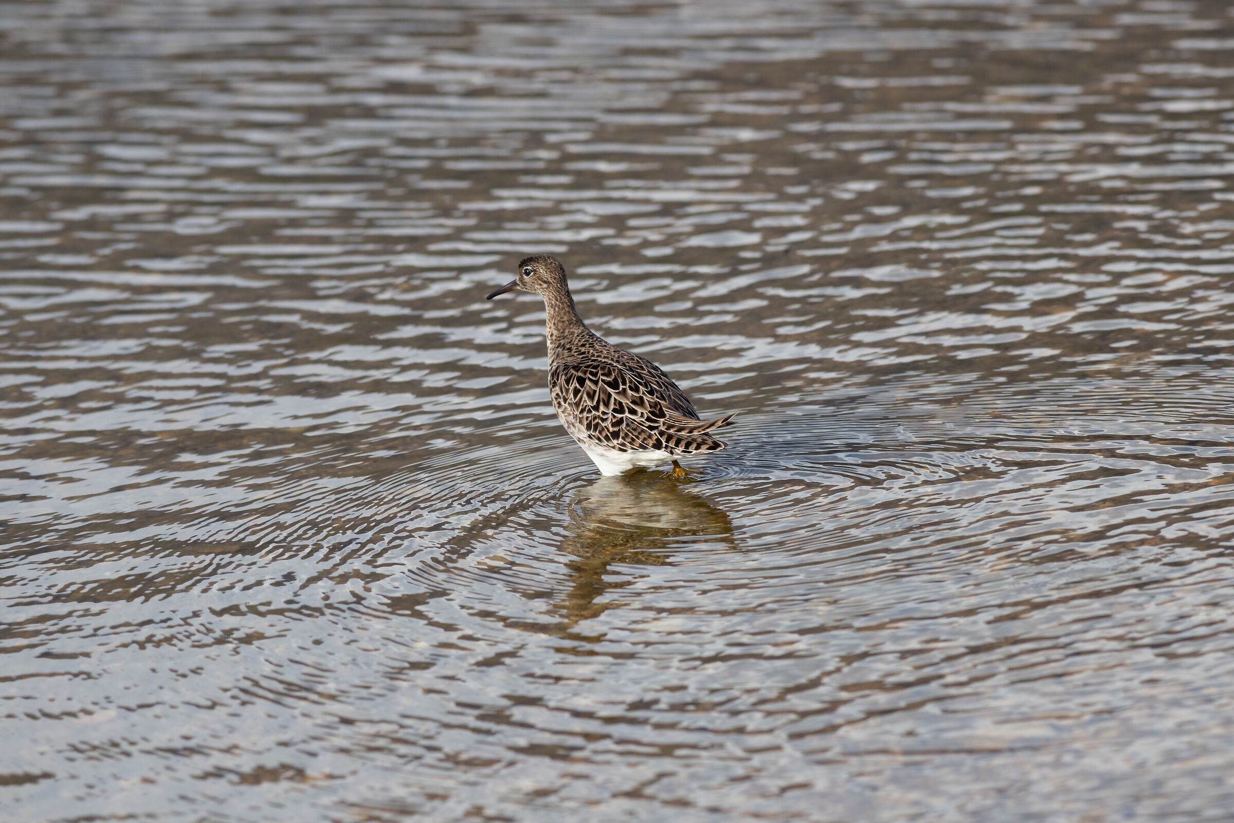 Piviere Lago Caldonazzo TN
