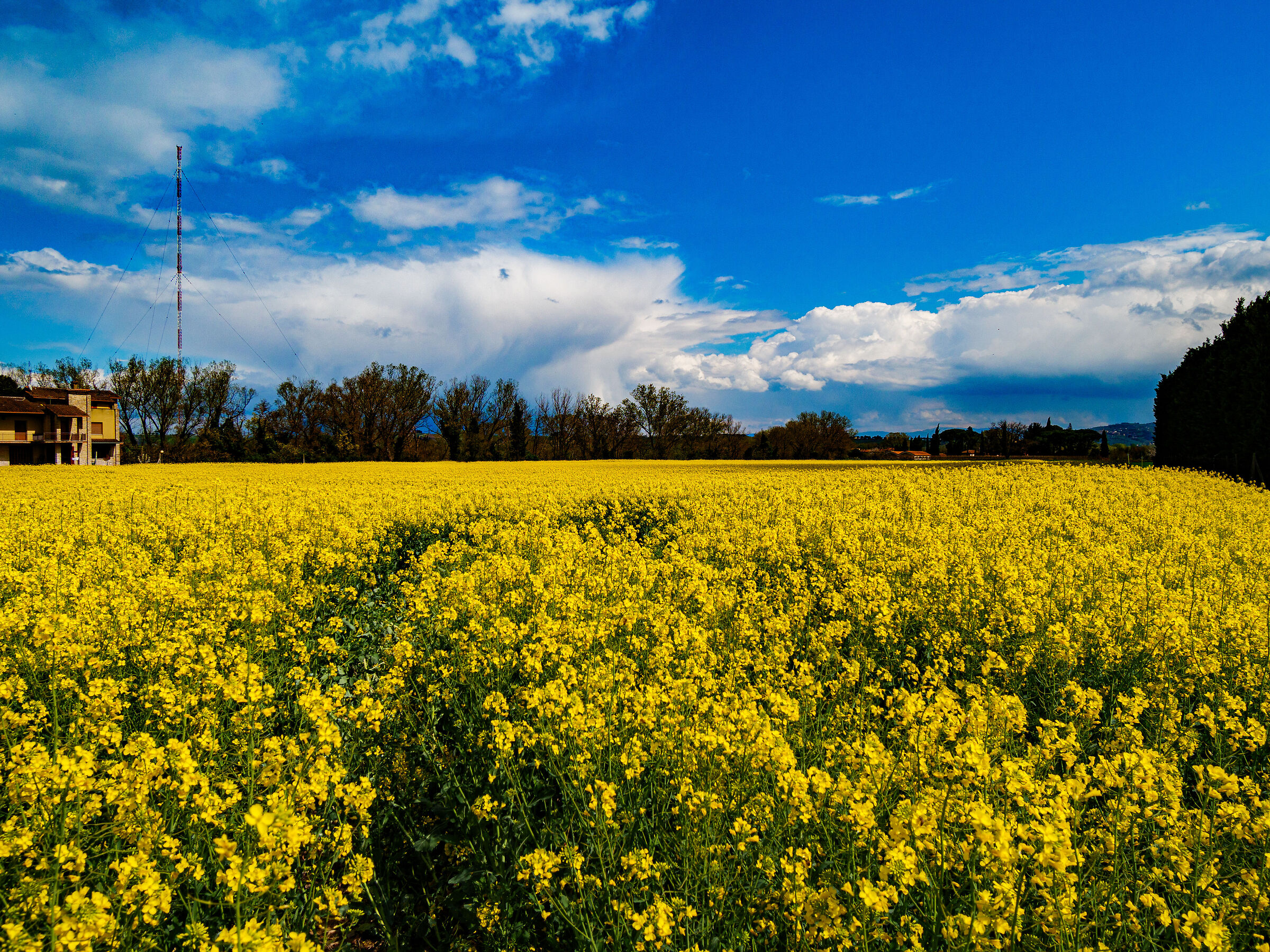 Blue and yellow