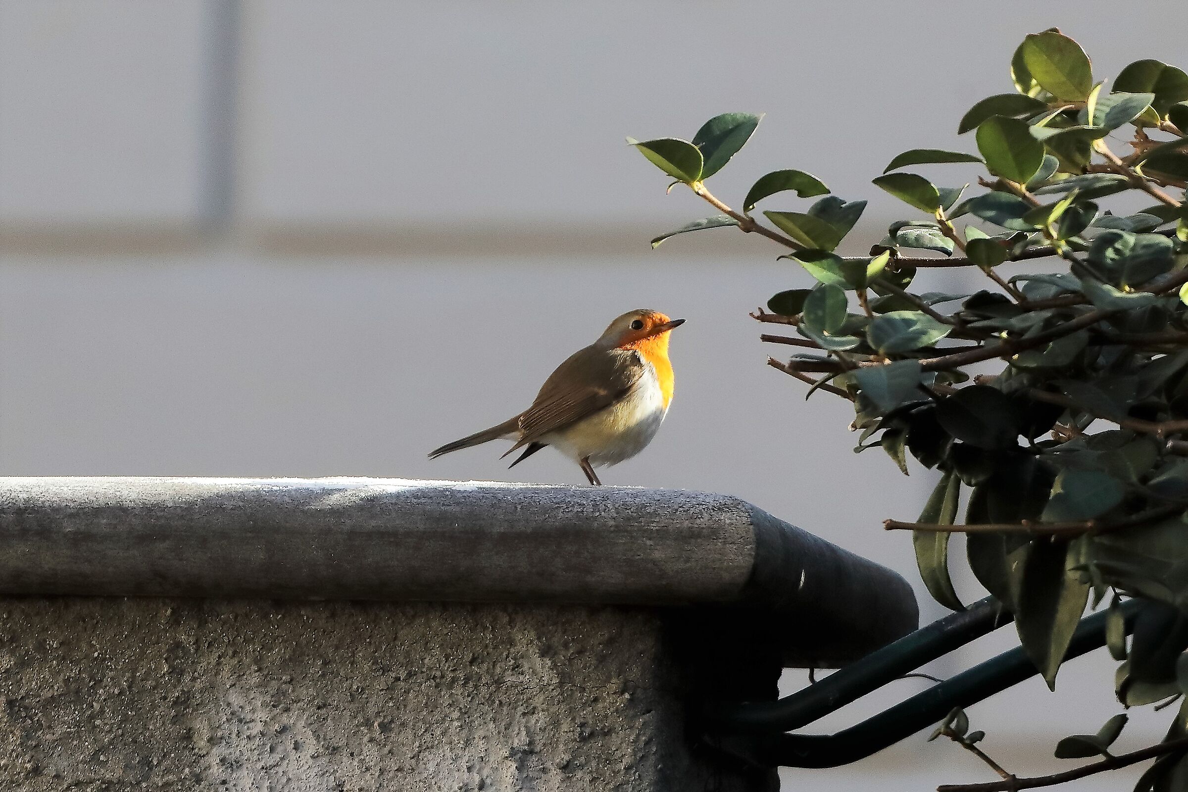 Pettirosso 03-02-2023