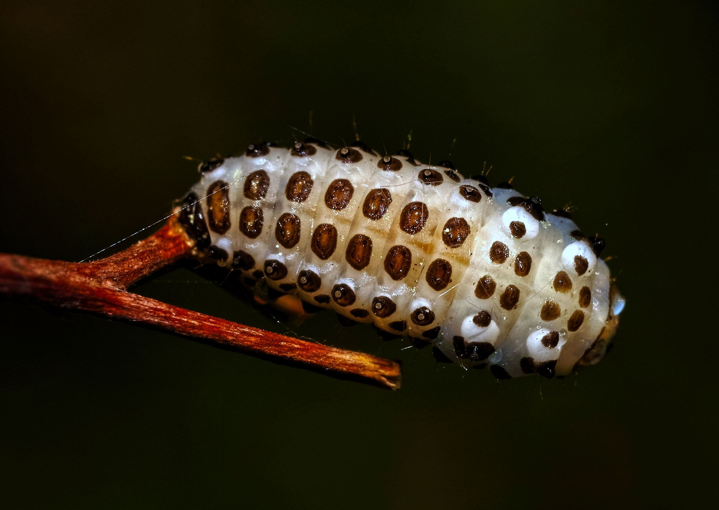 Larva?