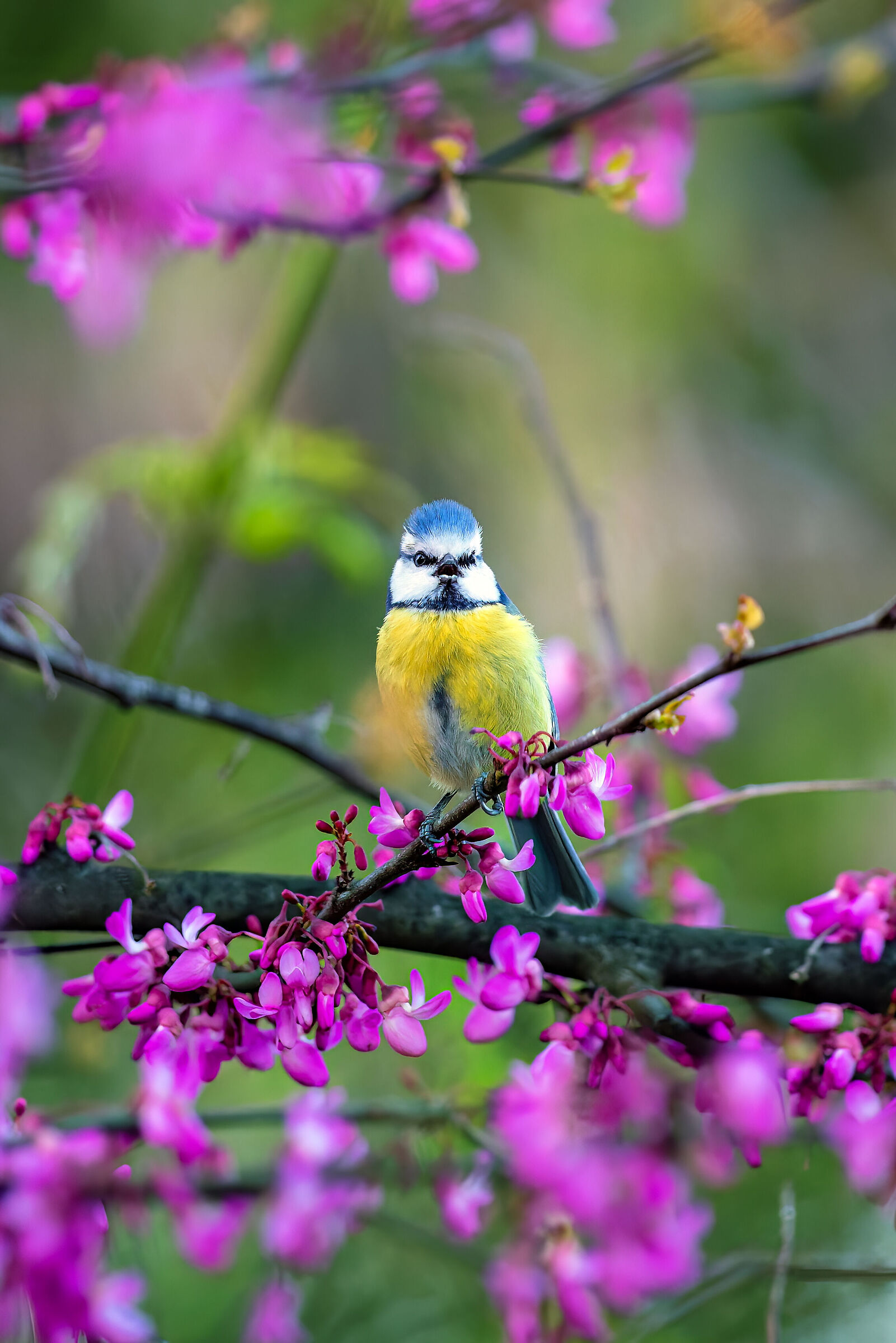 The spring of the blue