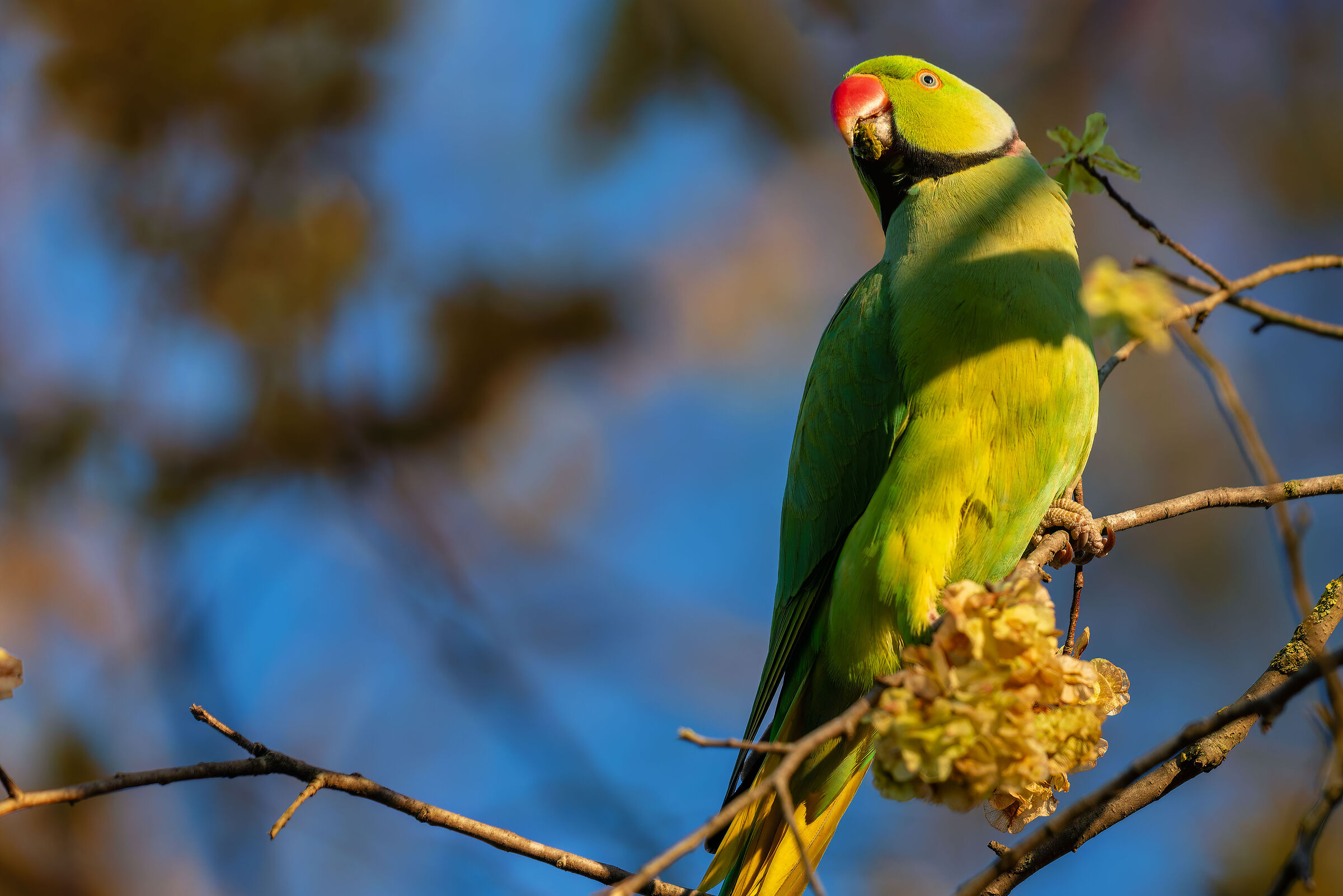 Collared Parakeet