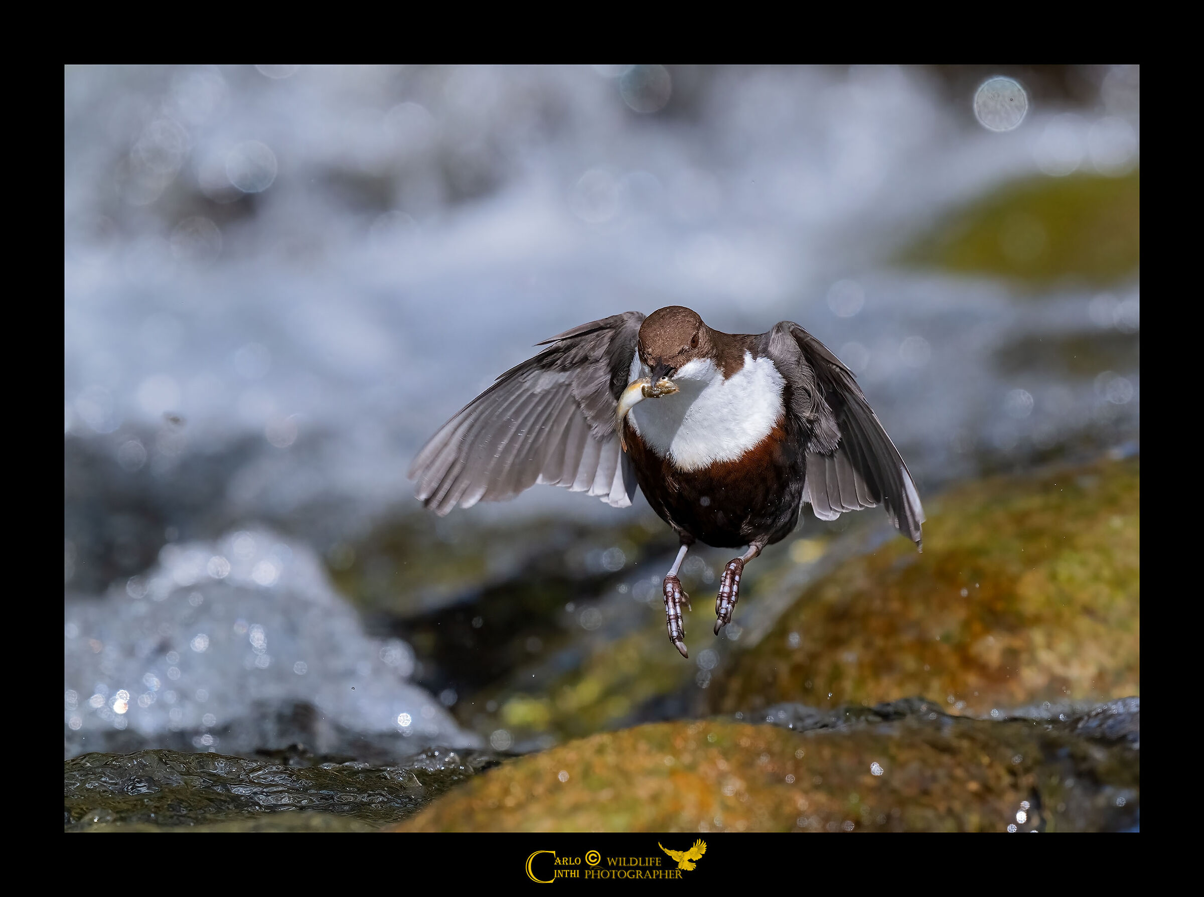 White-throated dipper