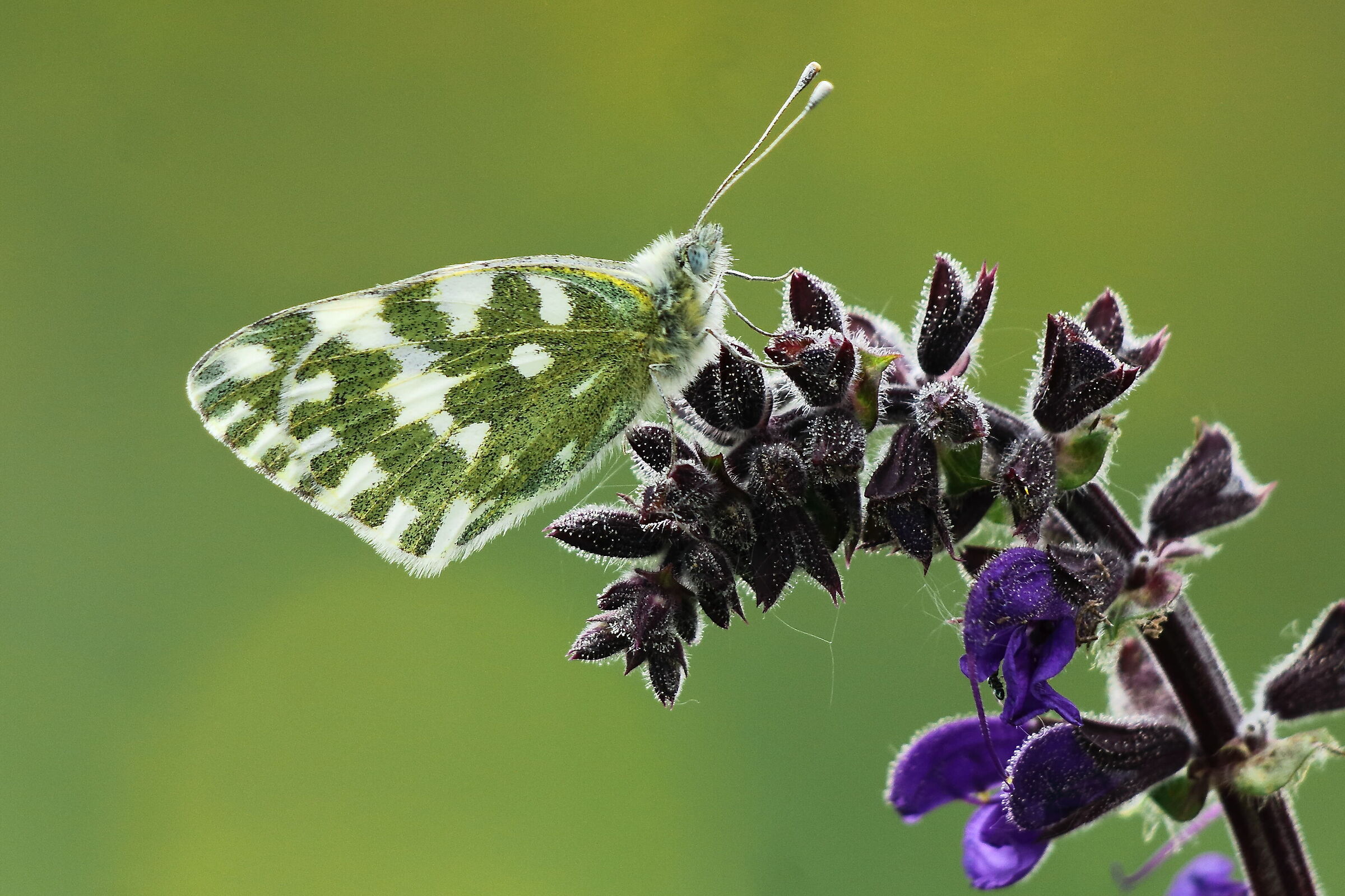 Pontia edusa