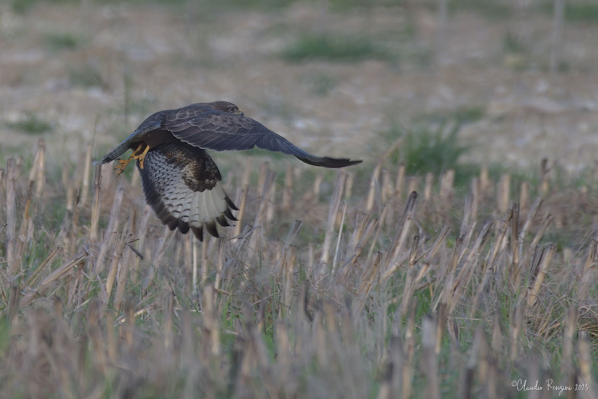 il volo della poiana