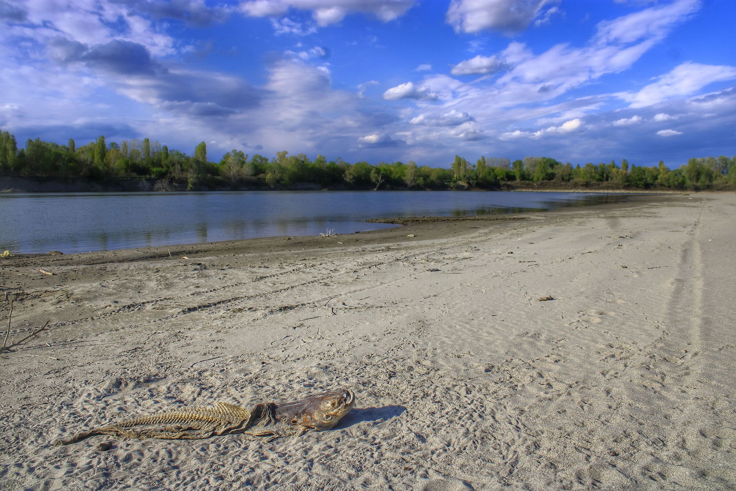 Nature, the harsh effects of the drought of the Po River