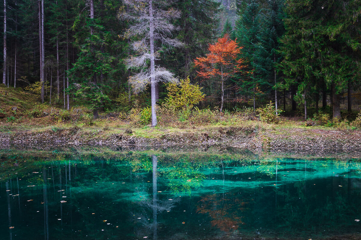 The enchanted forest of Lavacel ...