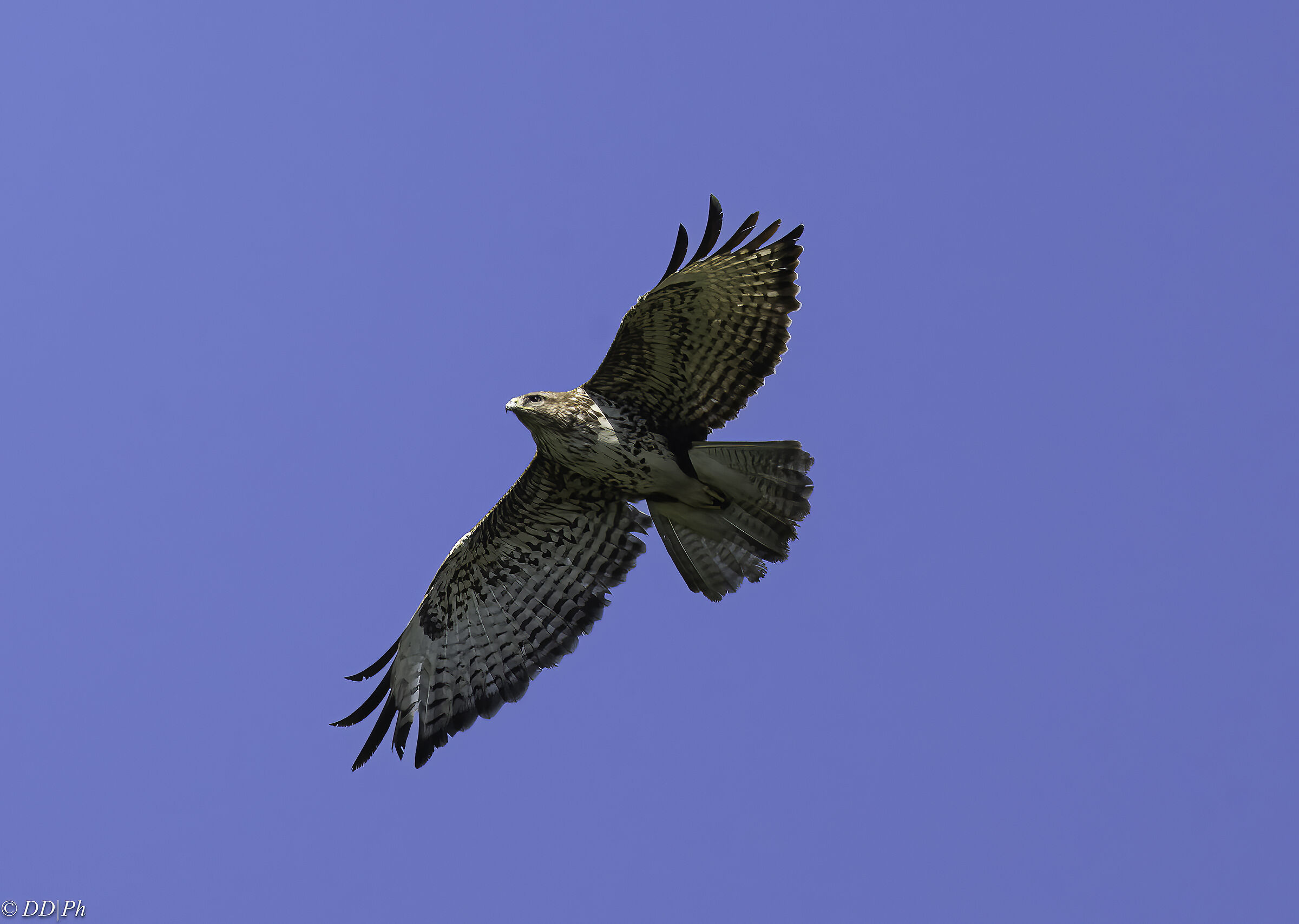 Buzzard