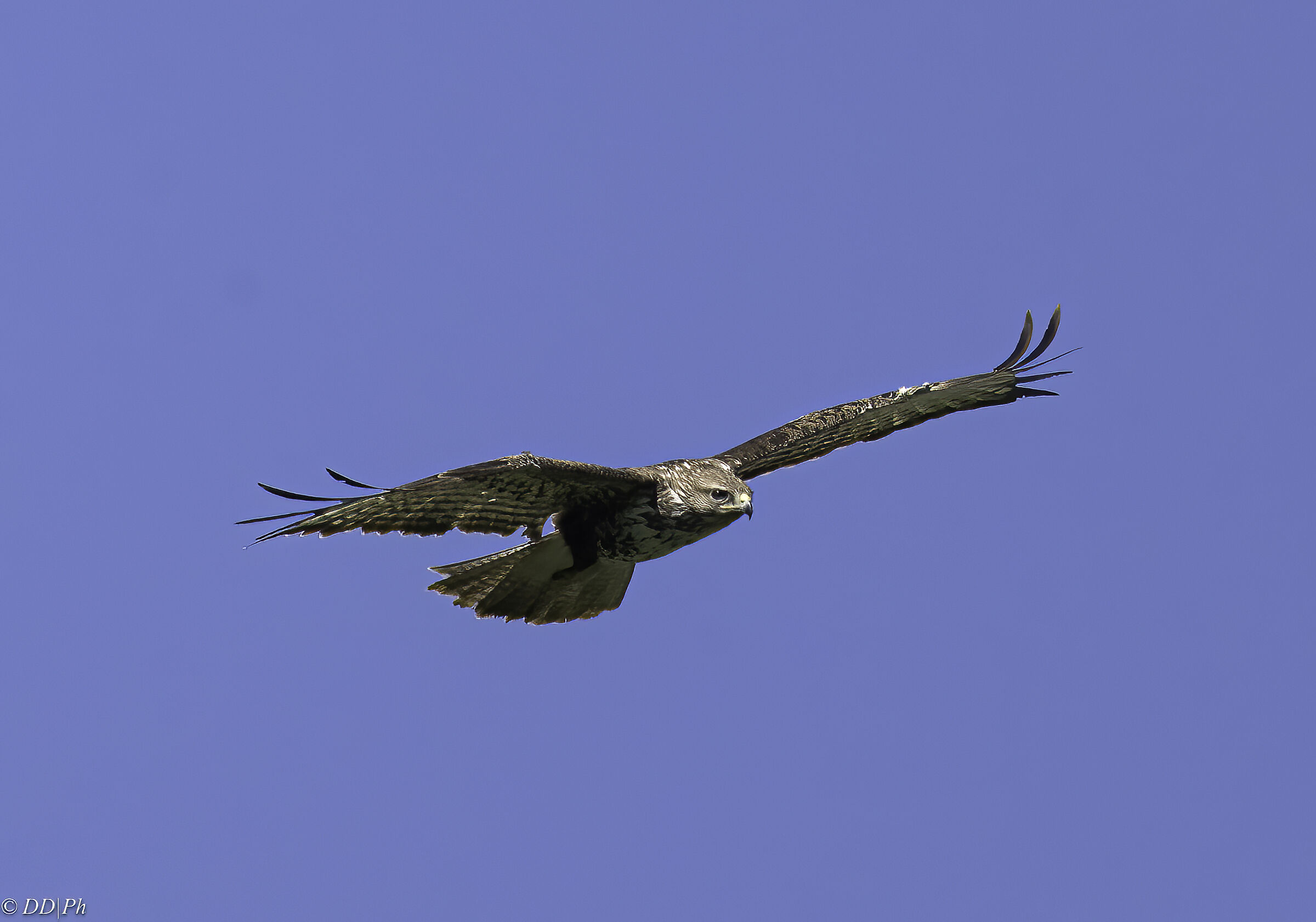 Buzzard