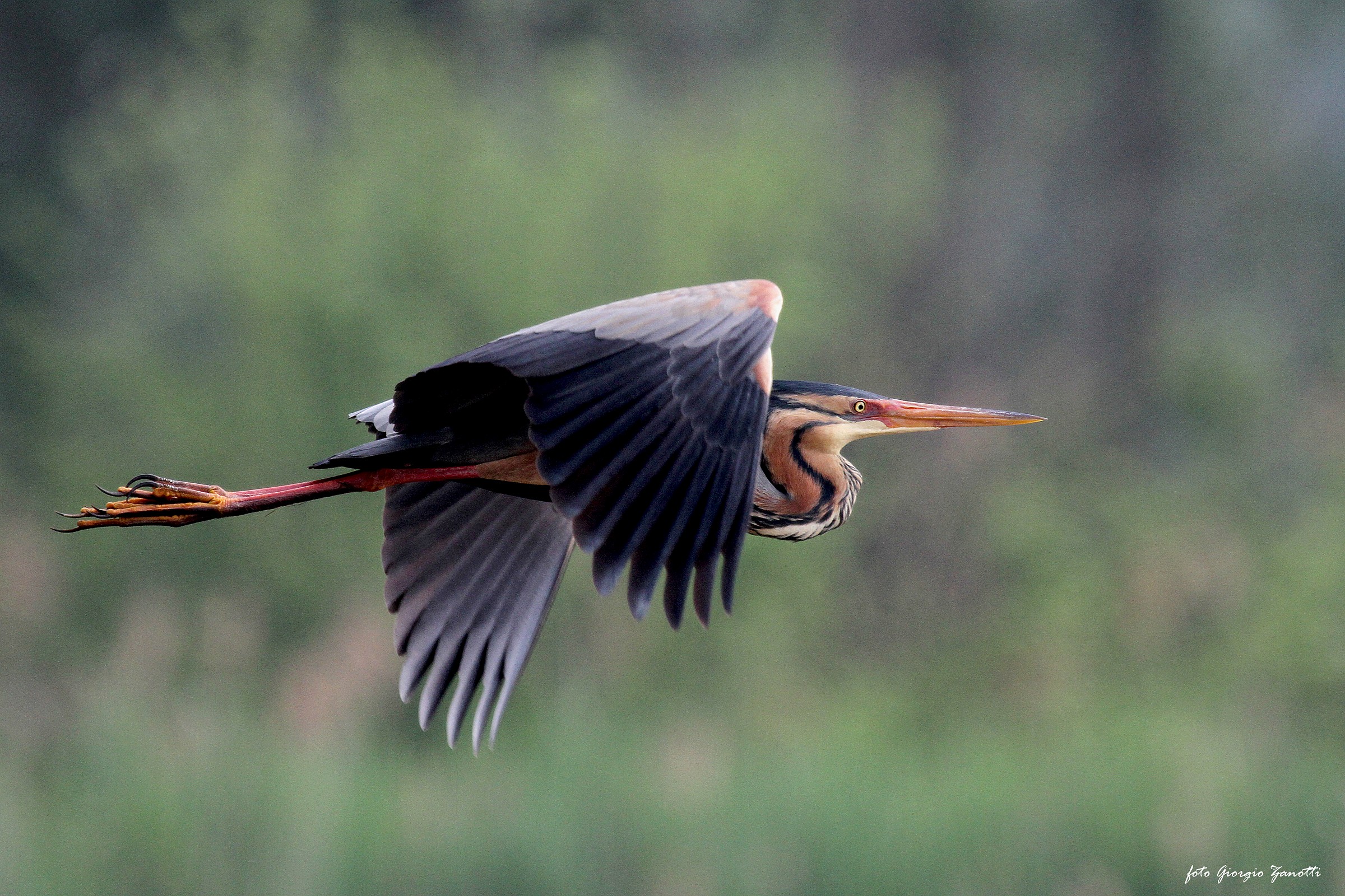 Purple Heron.