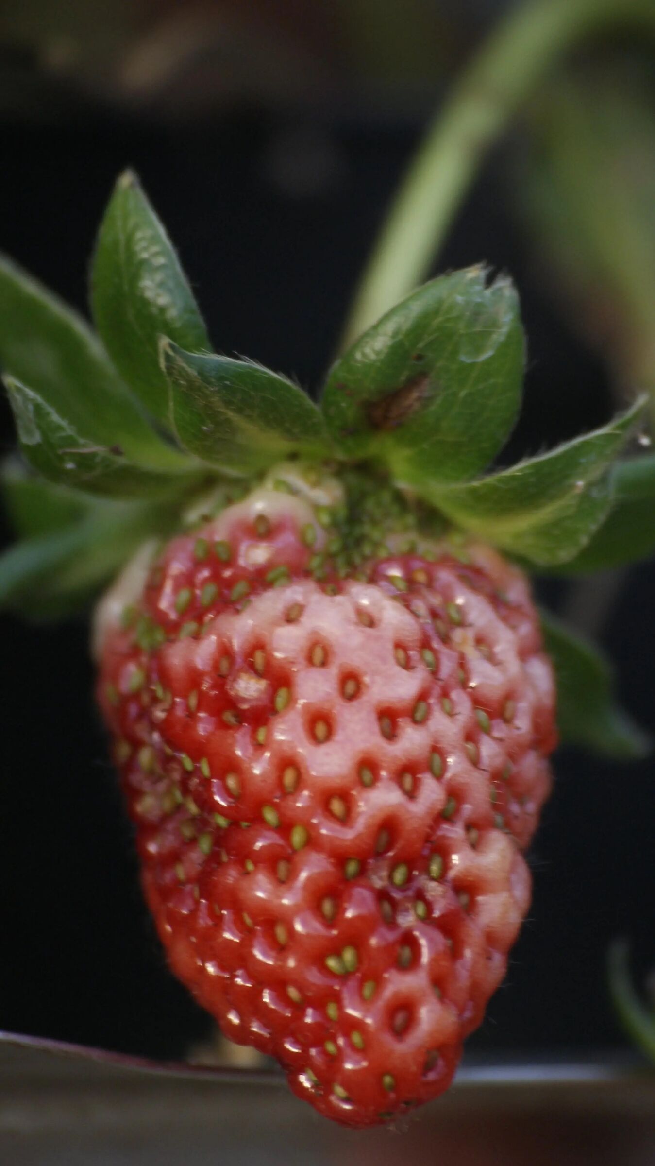 fragole in maturazione