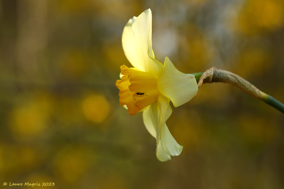 Narcissus