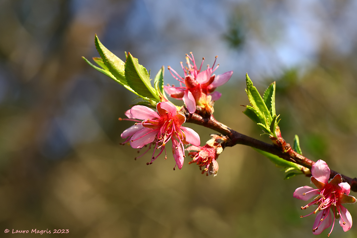 Spring