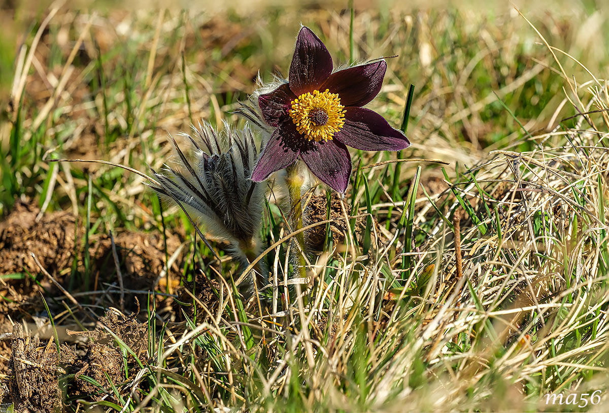 Pulsatilla