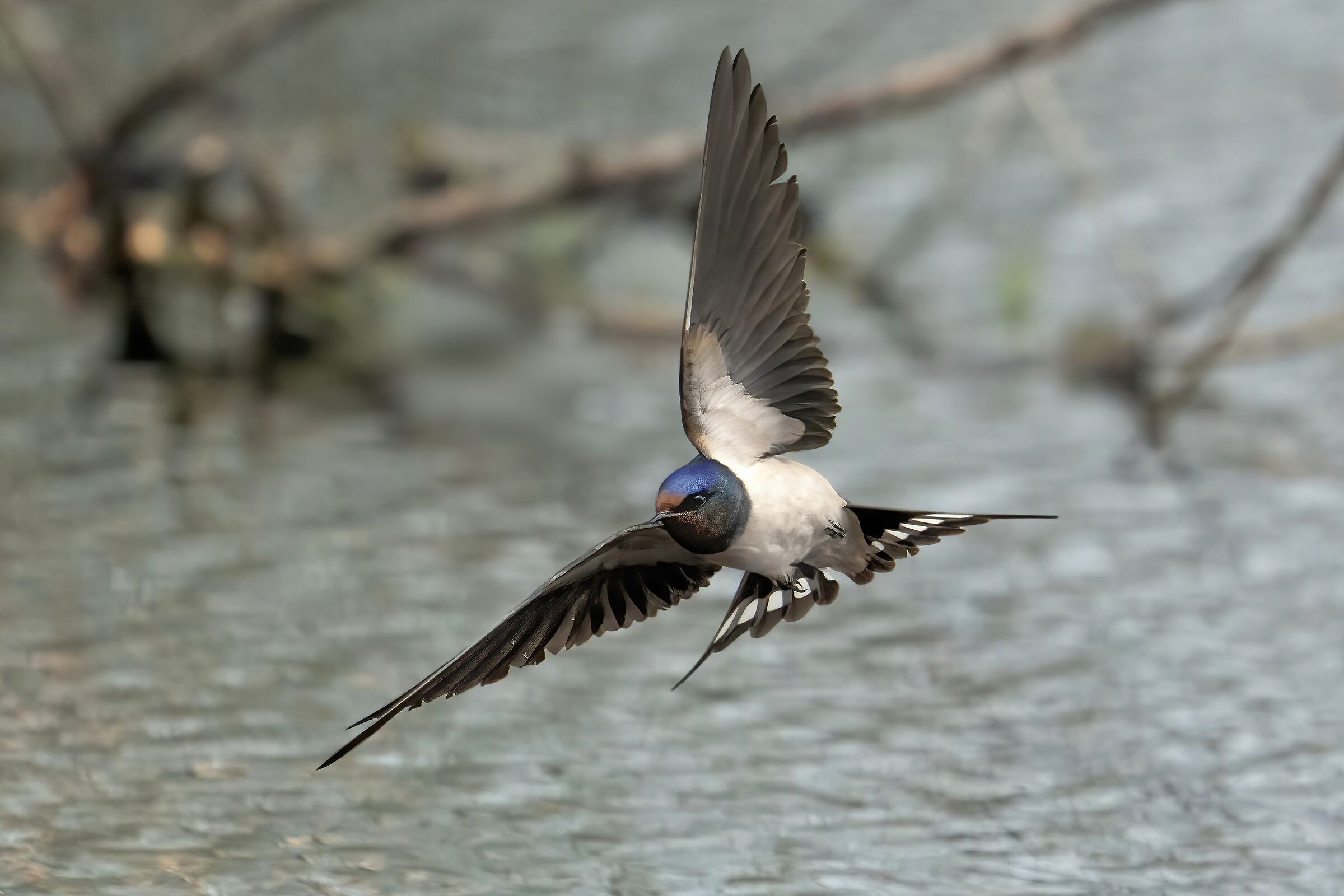 Rondine comune (Hirundo rustica)