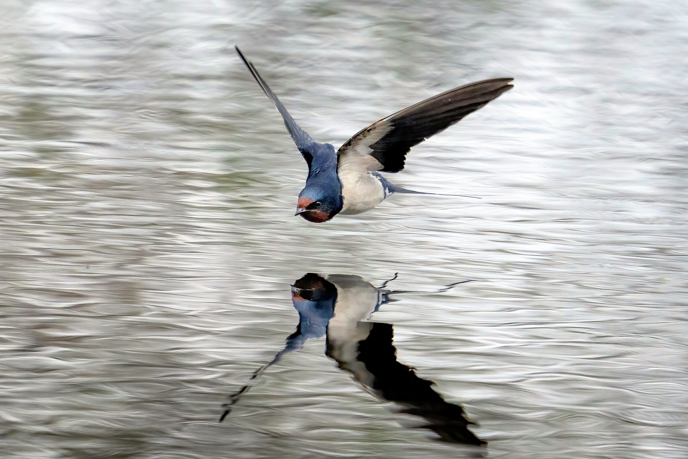 Common swallow (Hirundo rustica)