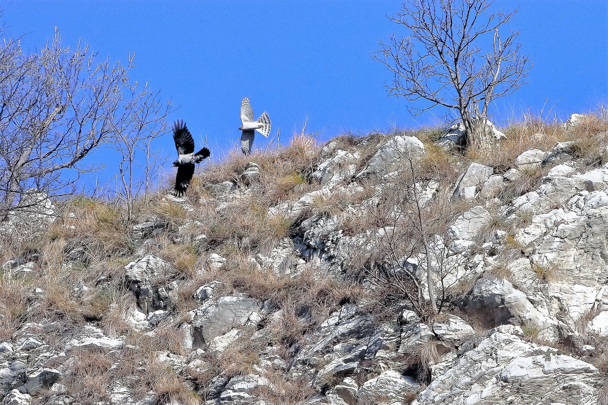 Sparviere 14 febbraio 2023