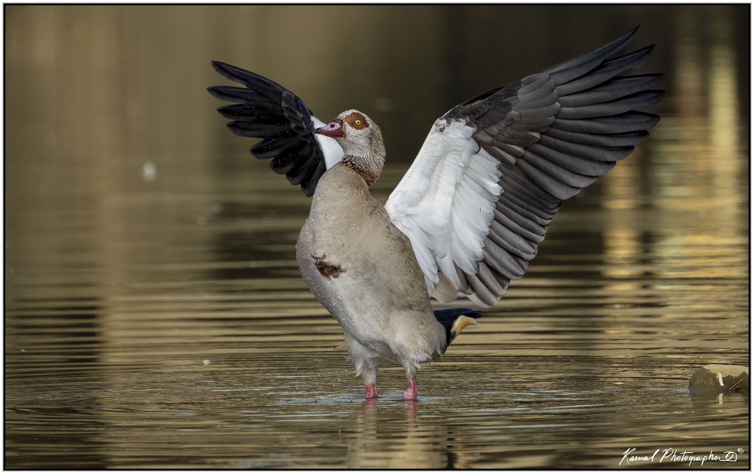 Alopochen aegyptiaca