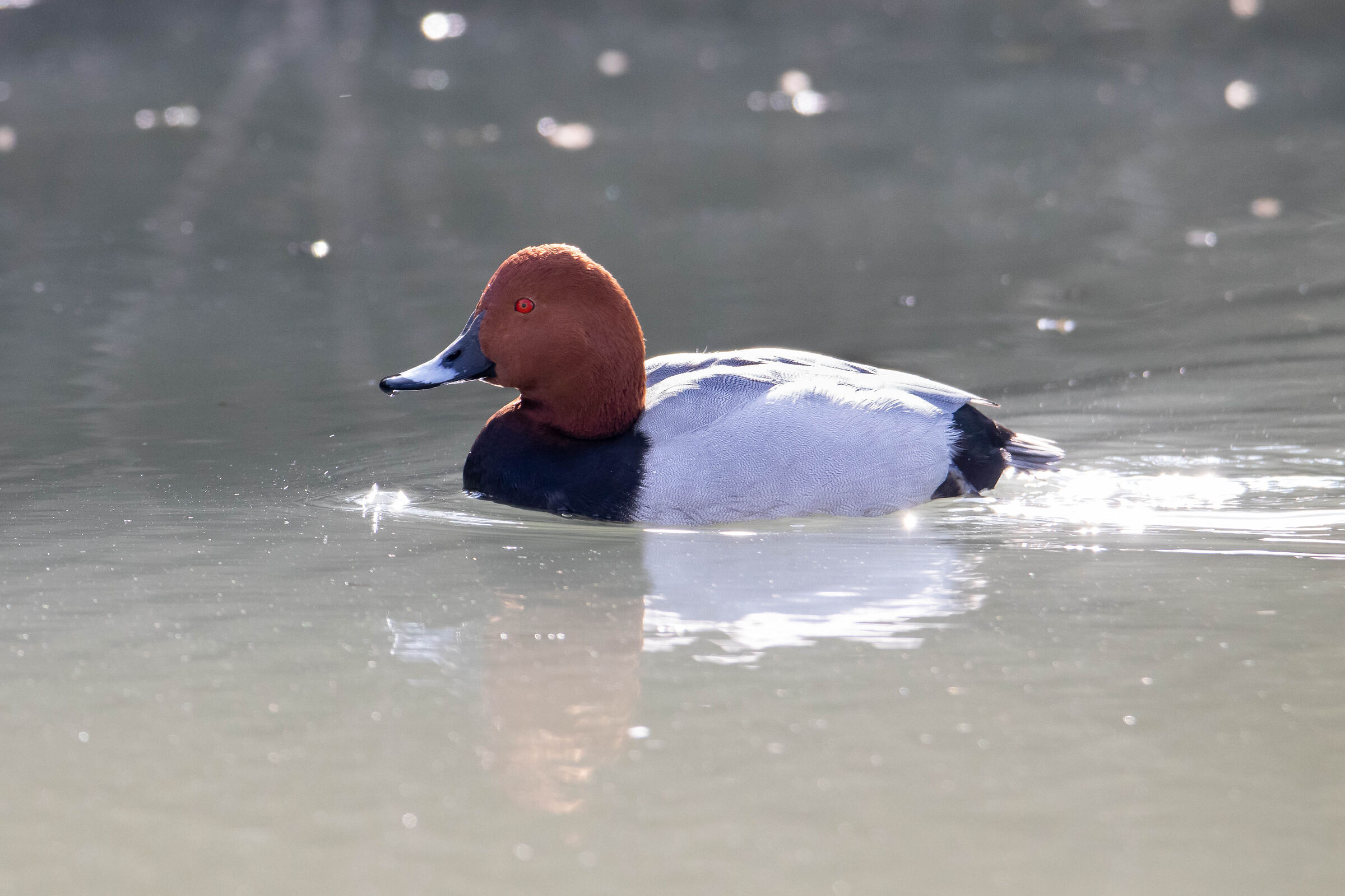 Common pochard
