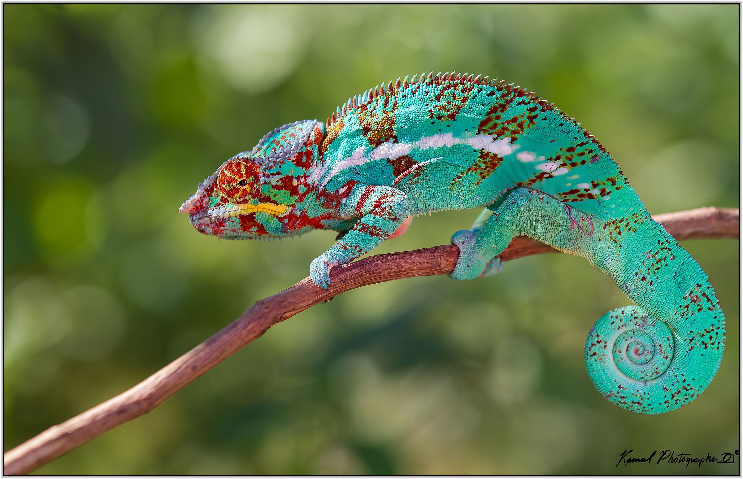furcifer pardalis