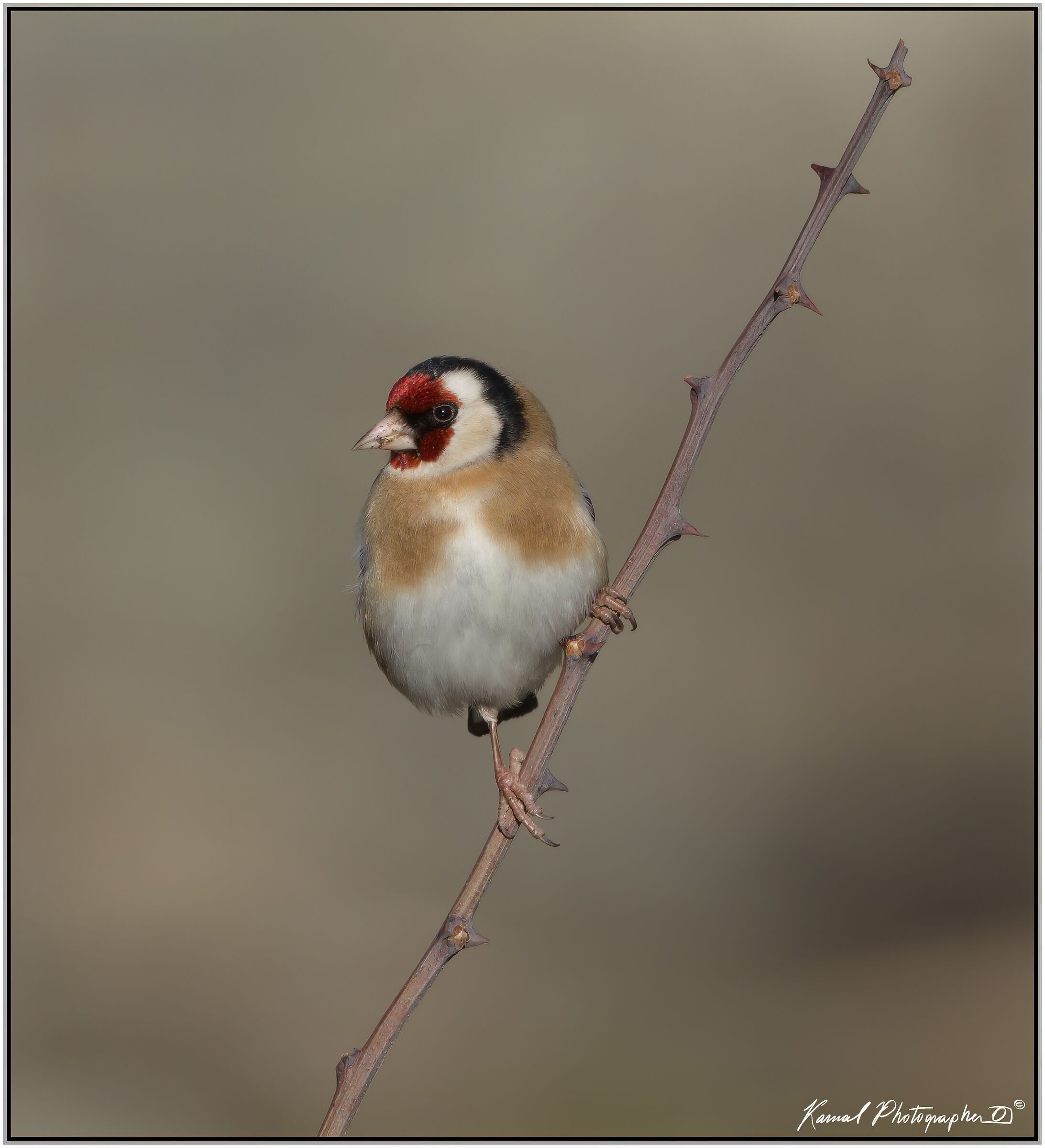 Carduelis Carduelis