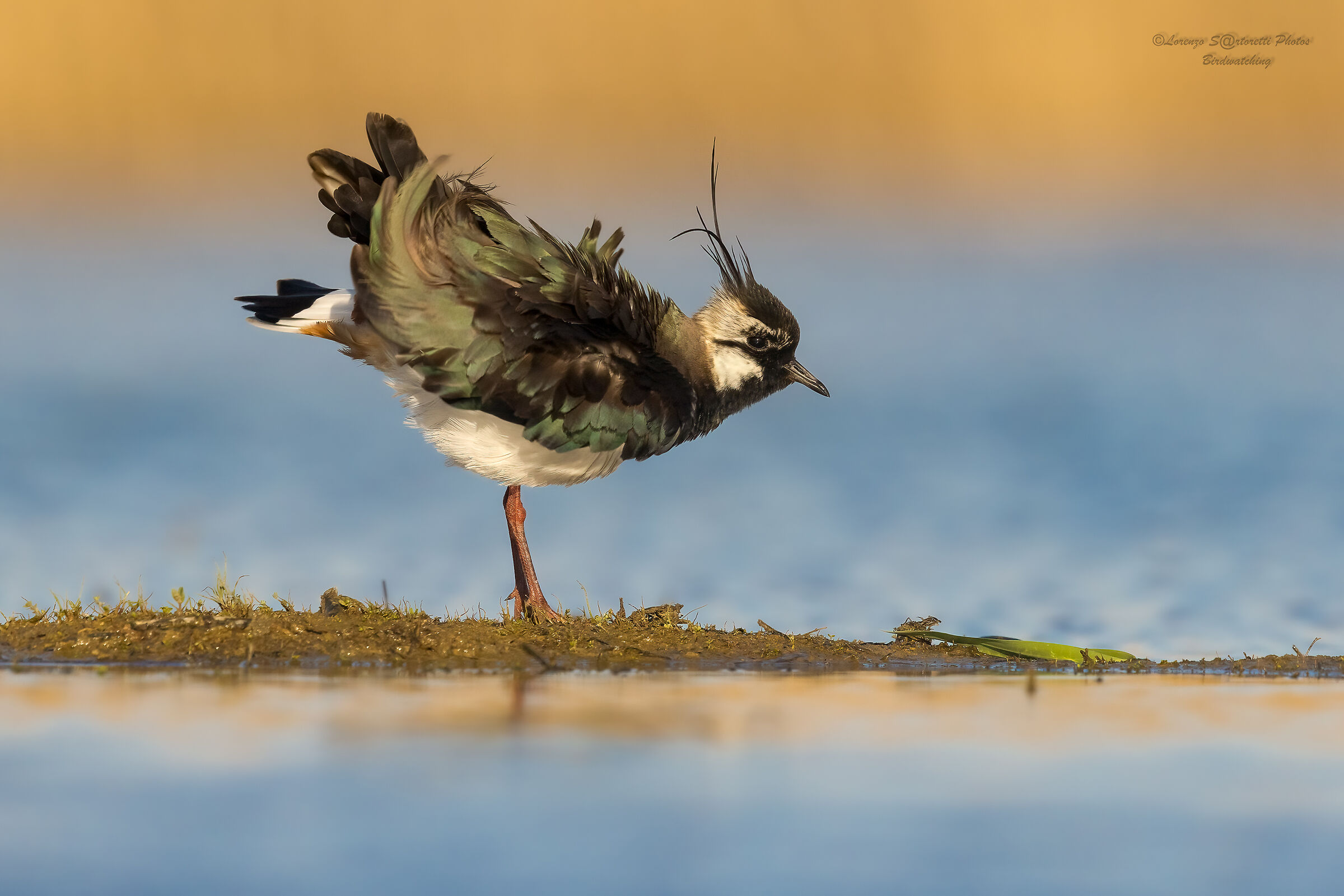 Lapwing