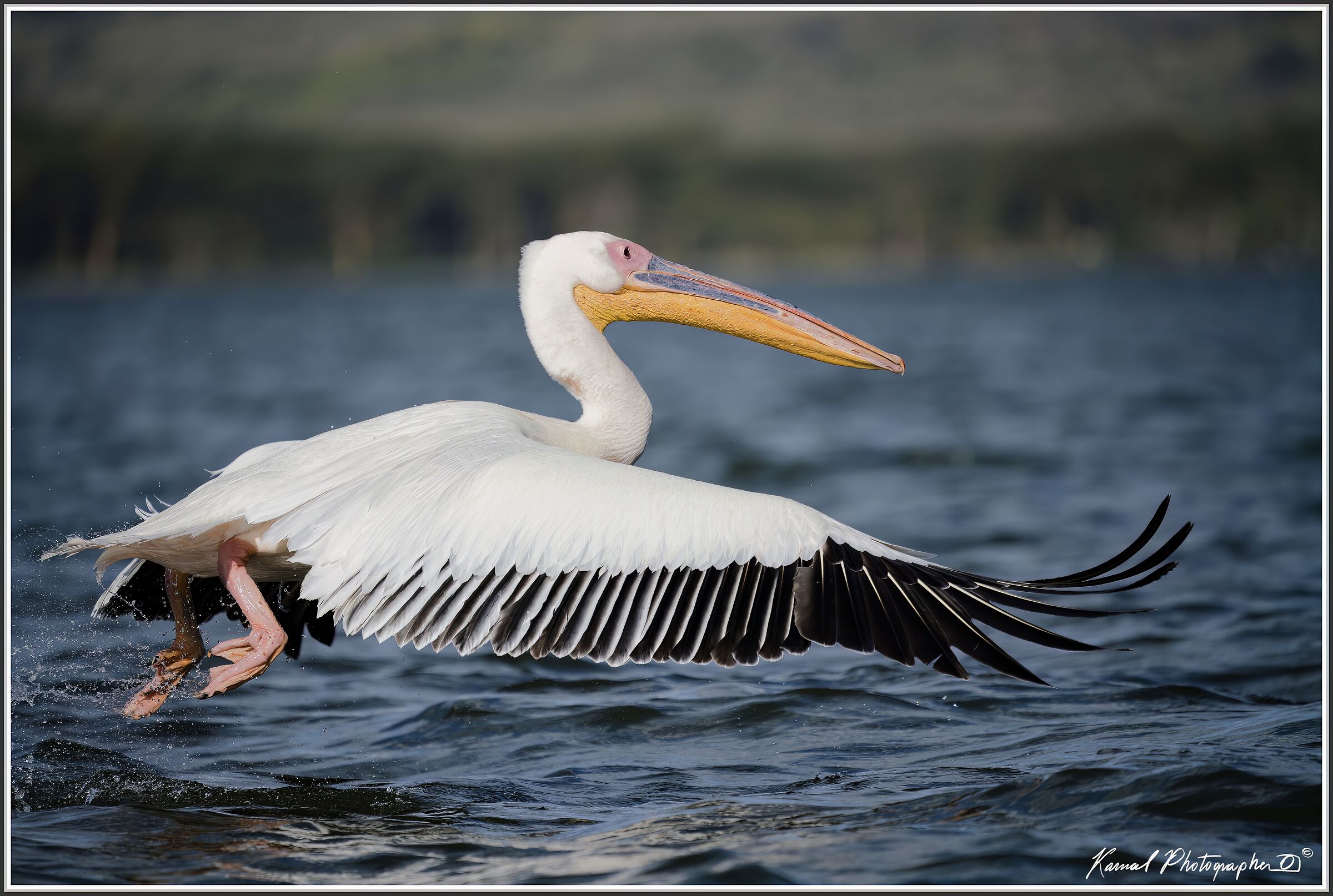 Pelican