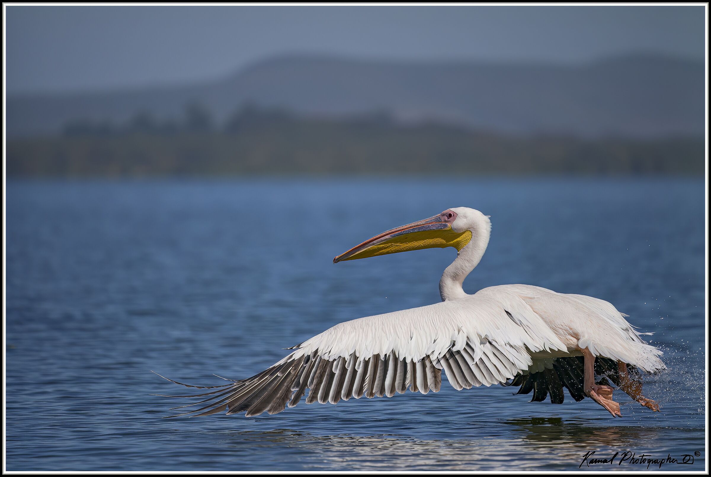 Pelican