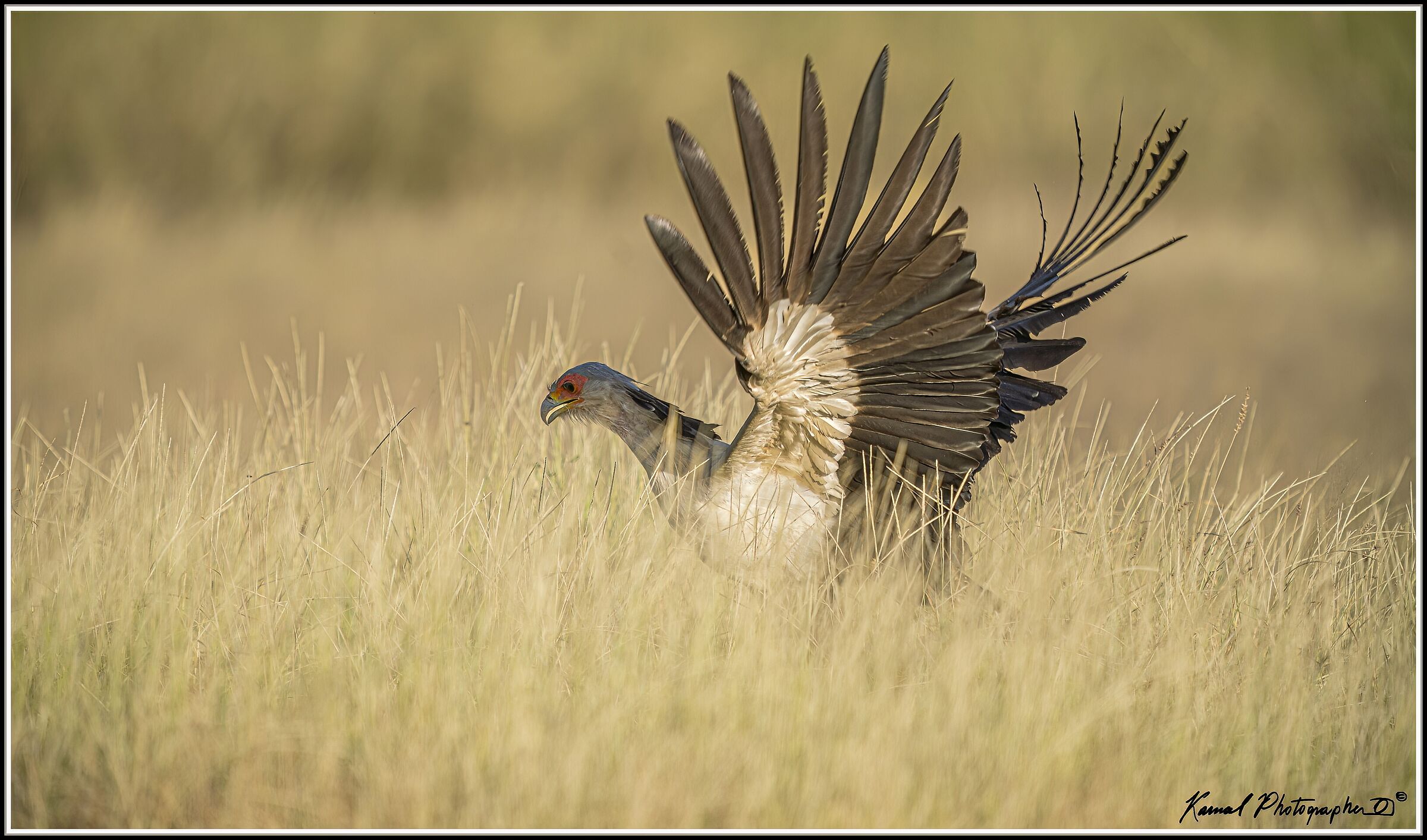 Sagittarius serpentarius