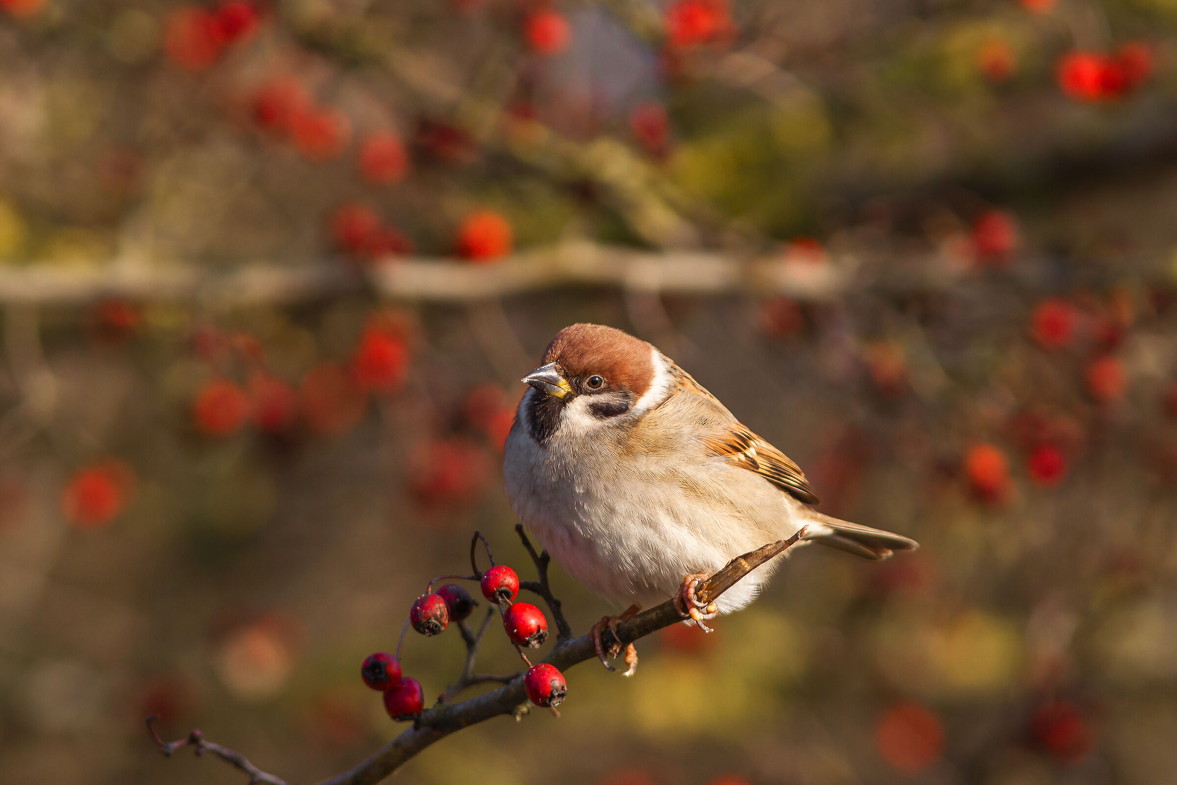 tree sparrow
