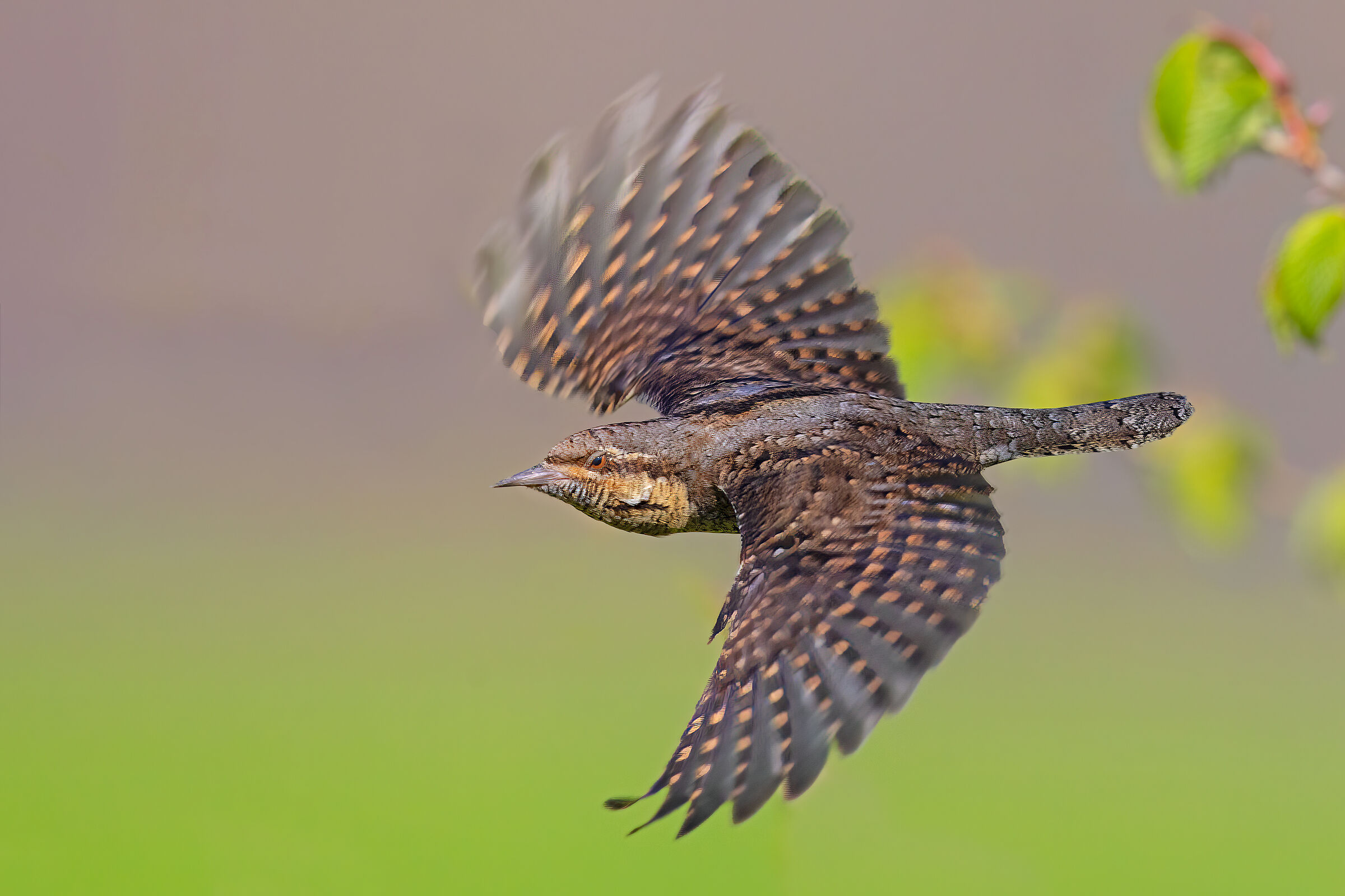 Wryneck...