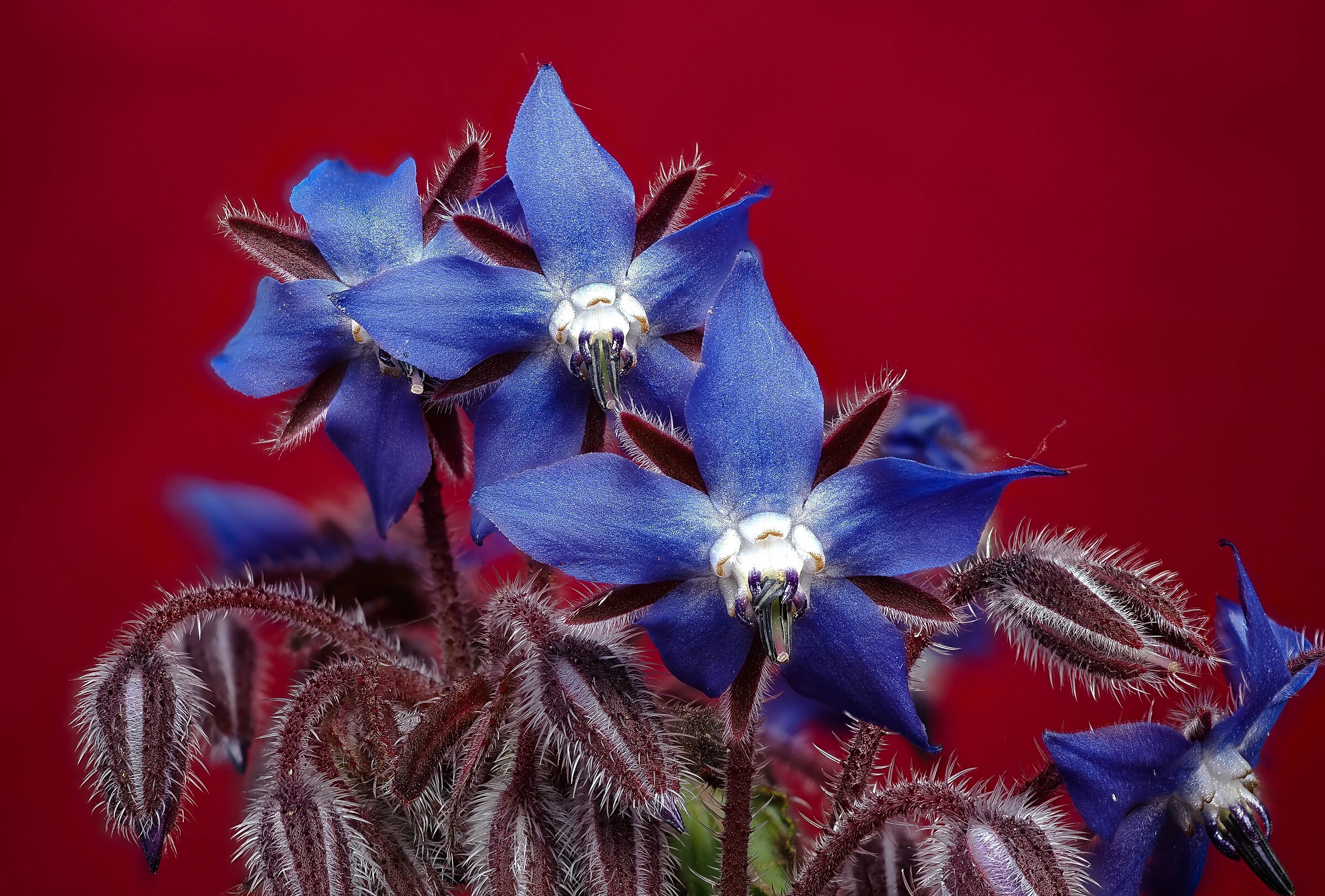 borragine officinale