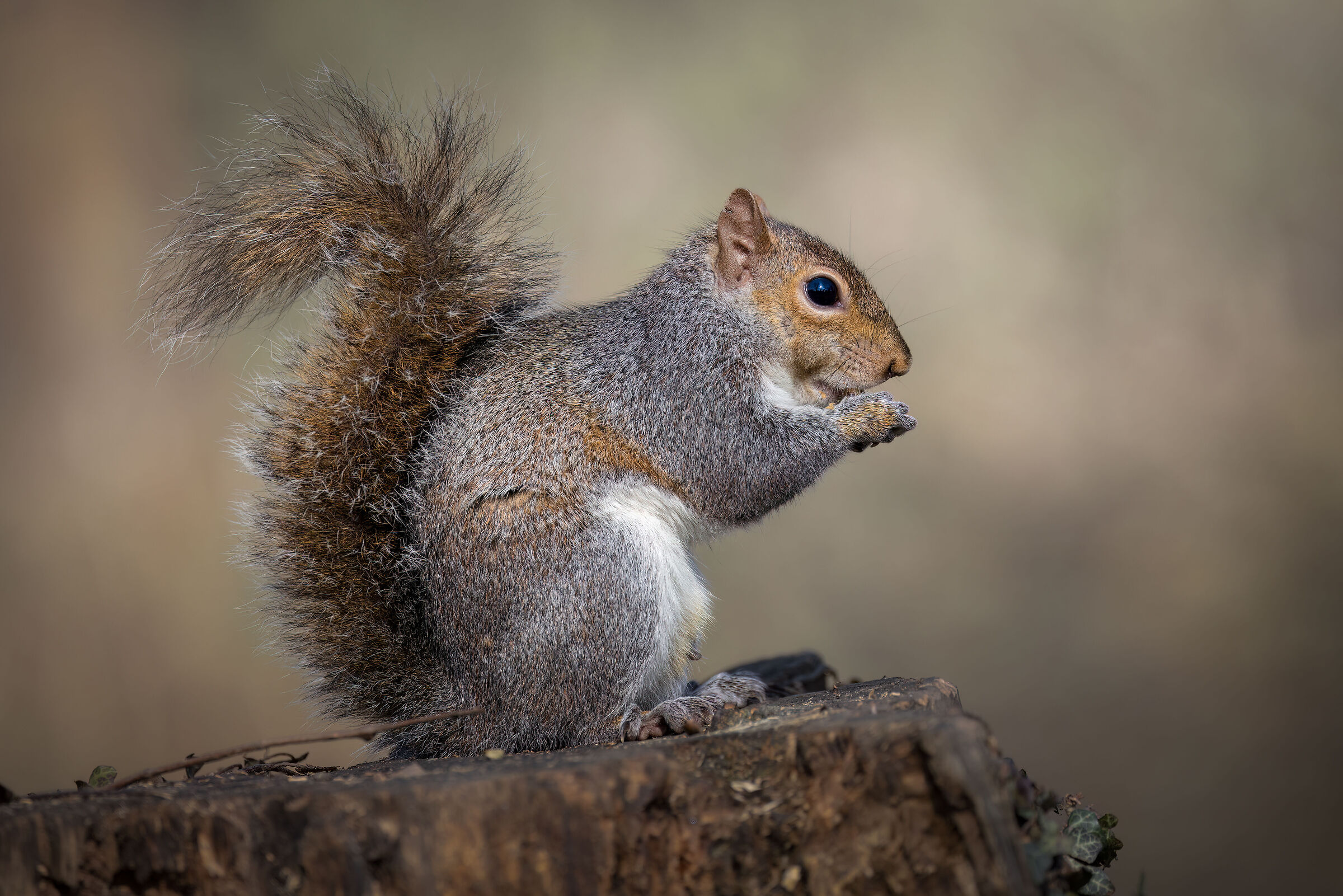 North American gray squirrel