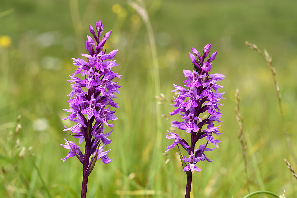 Dactylorhiza maculata
