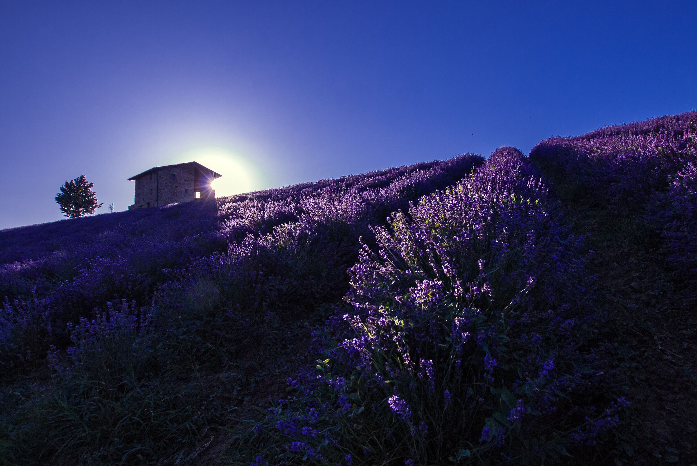 Lavanda e Elicriso a Sale S. Giovanni