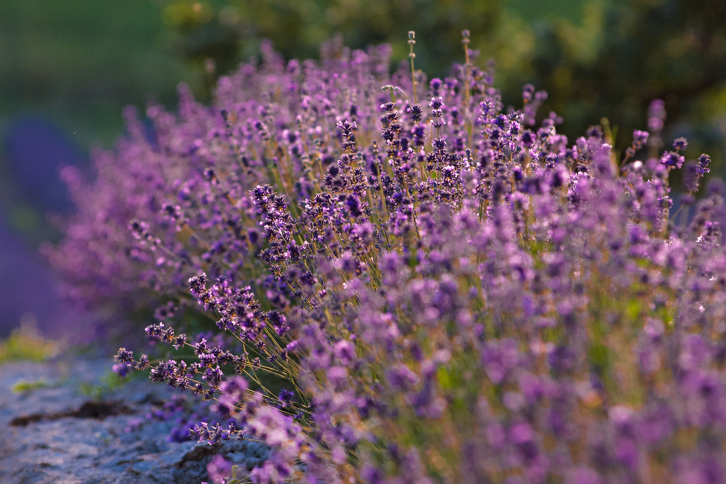 Lavanda e Elicriso a Sale S. Giovanni